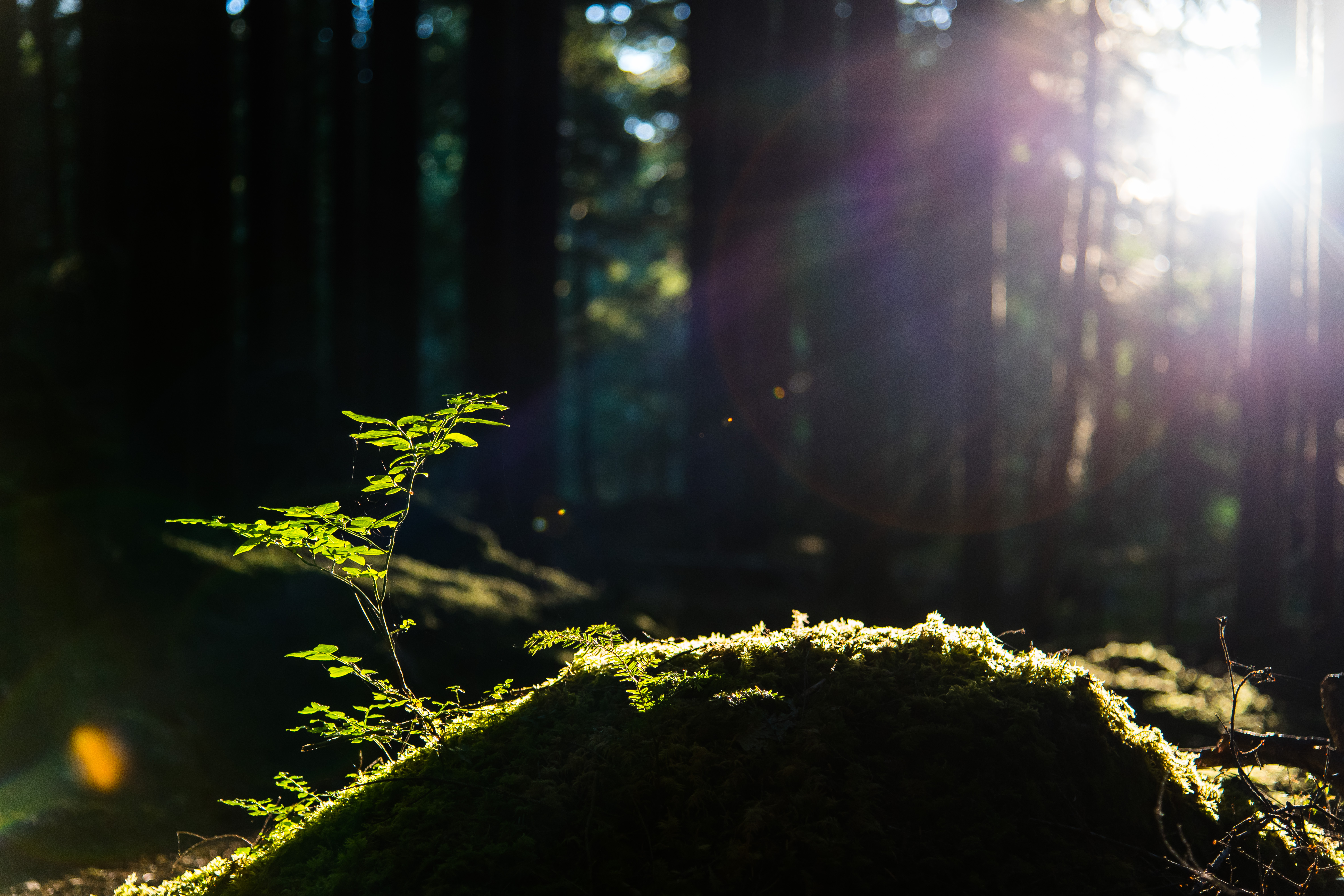 Ancient Groves