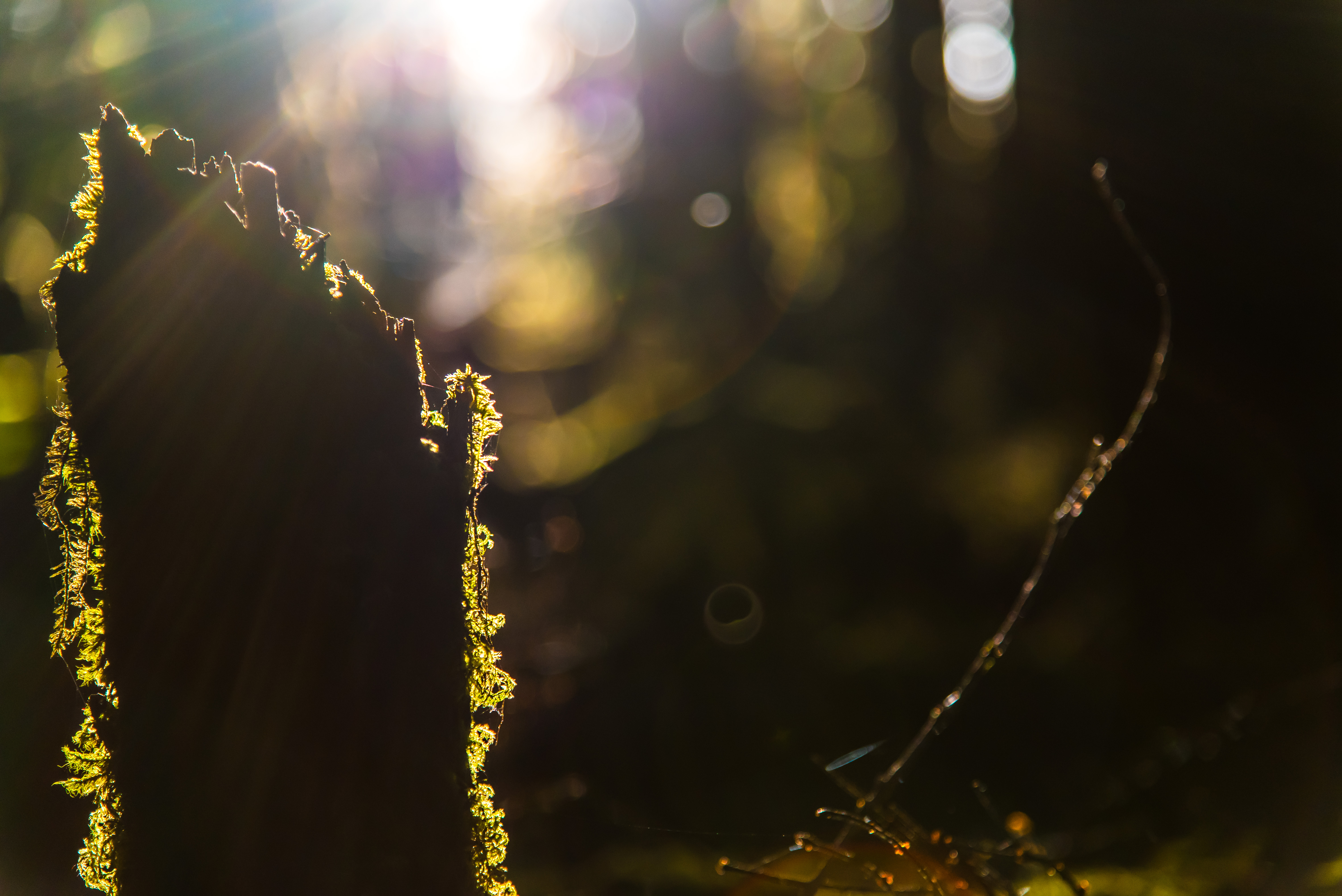 Ancient Groves