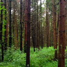 Hike the Ranger Trails at Codorus State Park