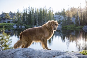 The Most Relaxing Backpacking Trip I've Ever Taken with My Dog, Jack