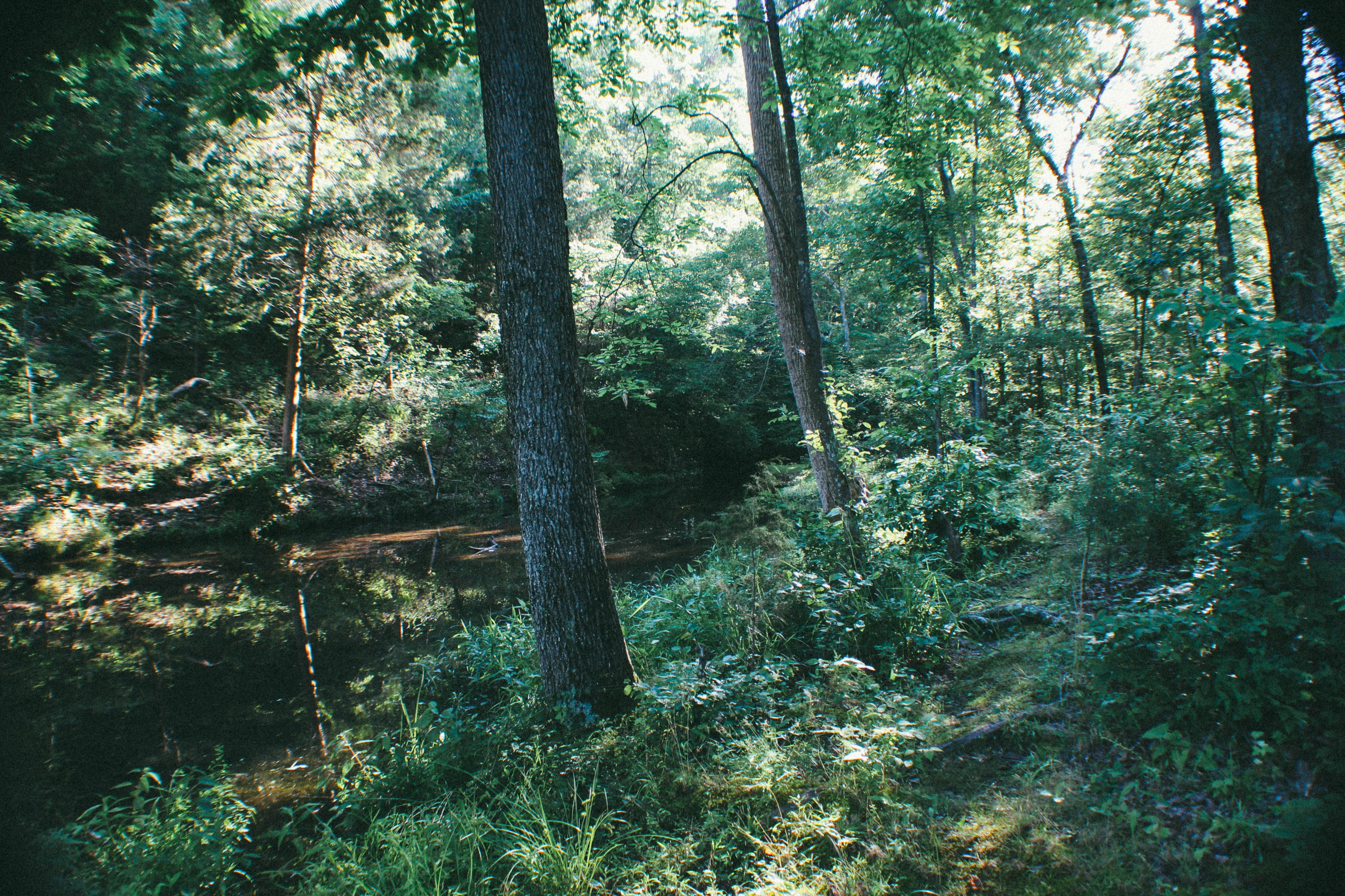 Backcountry Camp at the Wildcat Shelter
