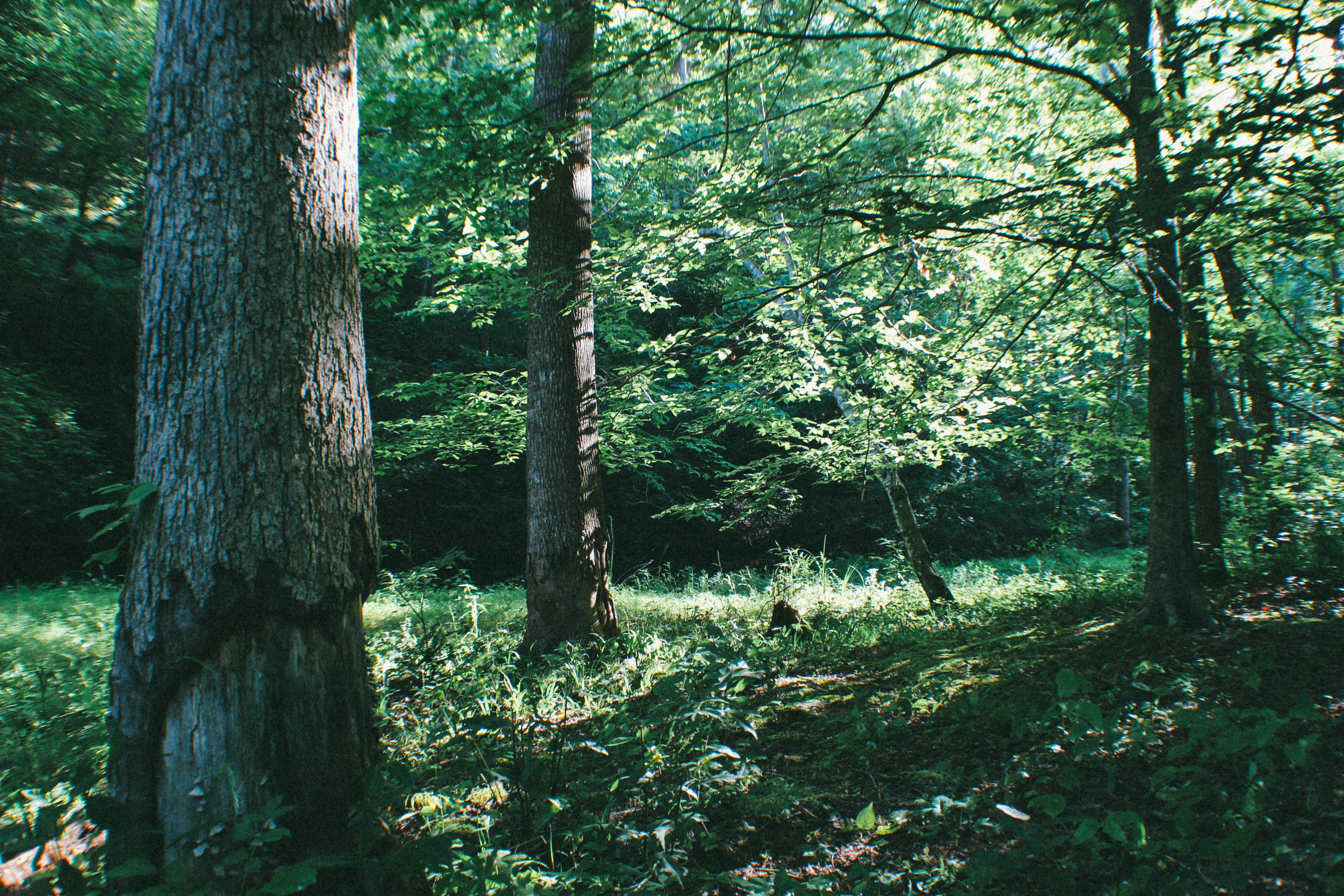 Backcountry Camp at the Wildcat Shelter
