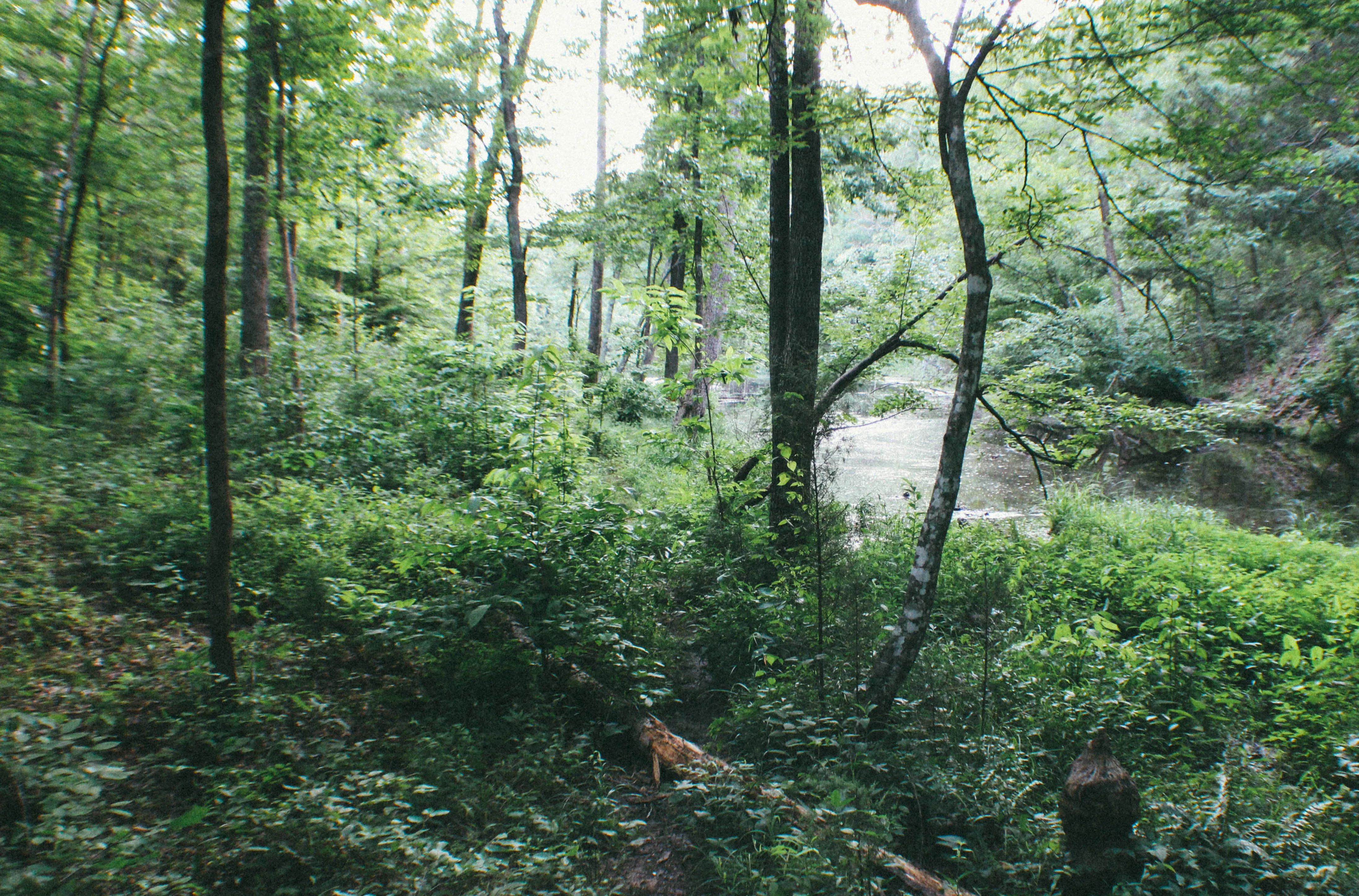 Backcountry Camp at the Wildcat Shelter