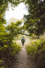 Hike the Ghost Forest Trail and the Dunes of Glen Haven