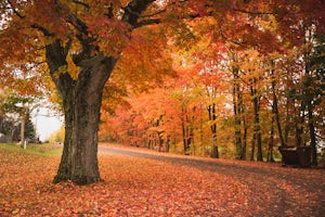  5 Tips for Finding Beautiful Fall Foliage in Massachusetts 
