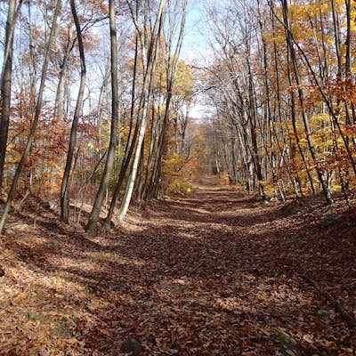 Hike the Timberbrook Pond - Riley's Rise Loop