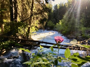 Camp at Hurricane Creek Campground