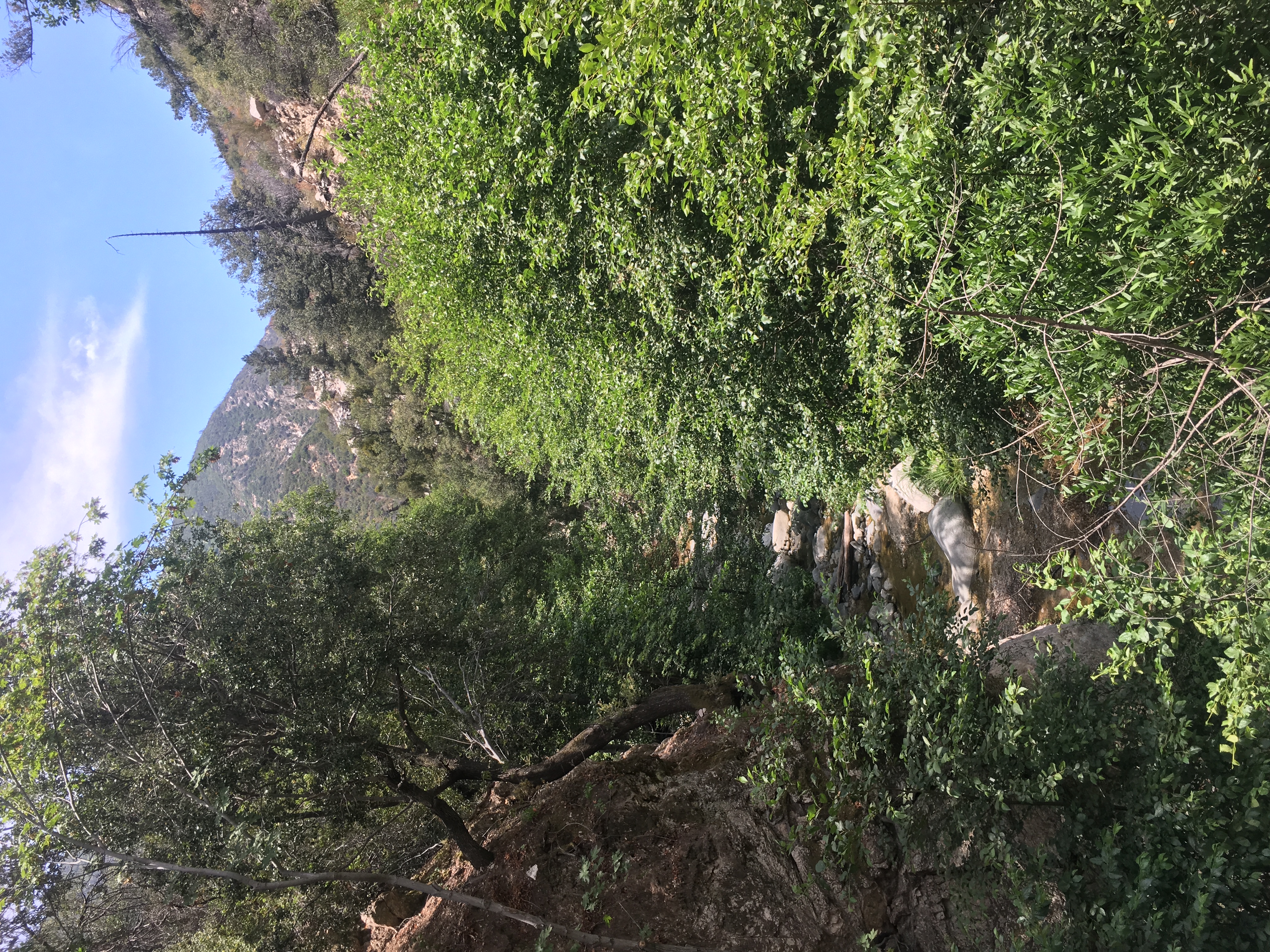 Bear Canyon via Switzer Falls Trailhead