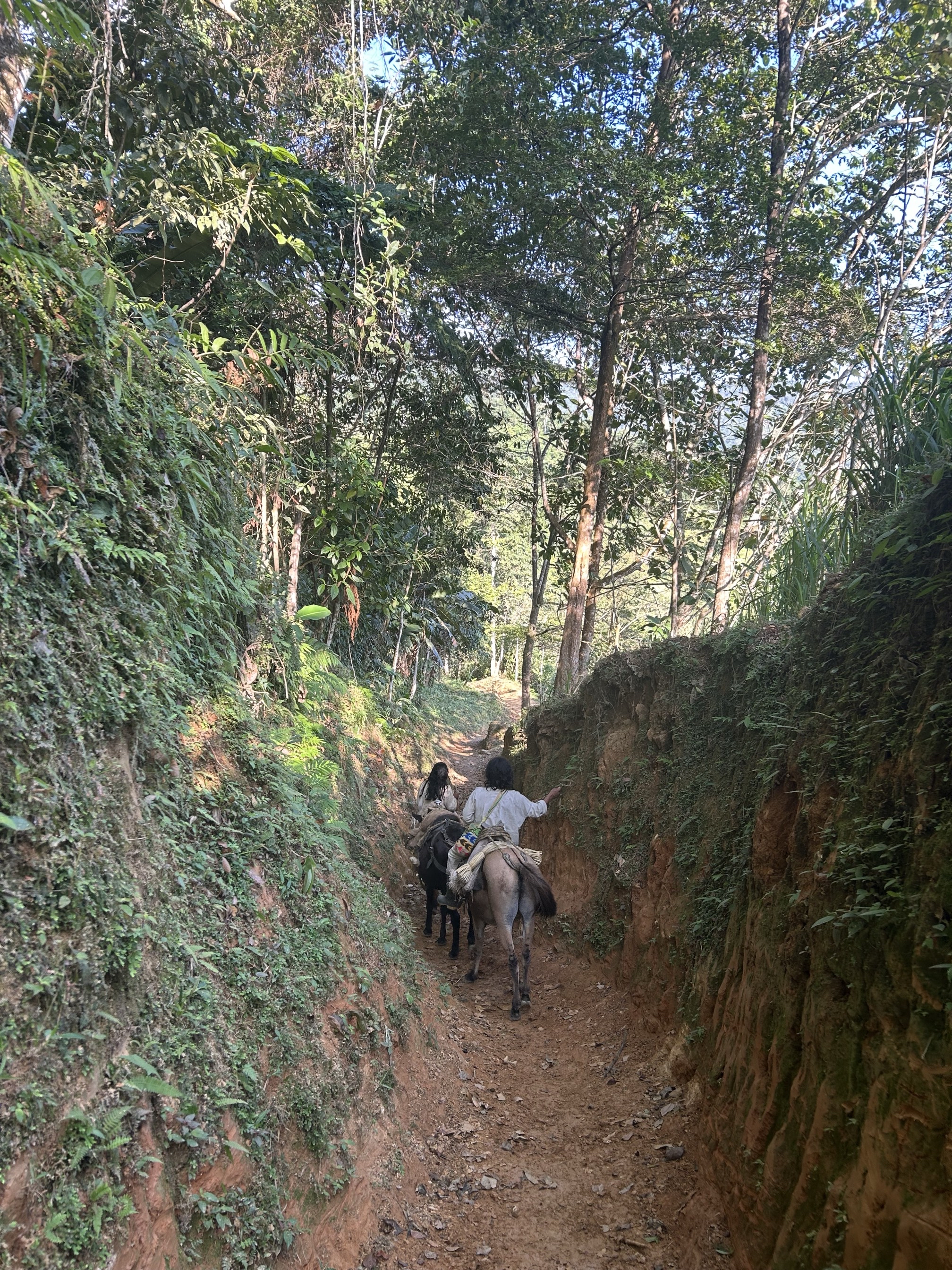 Trek to La Ciudad Perdida (Lost City of Teyuna)