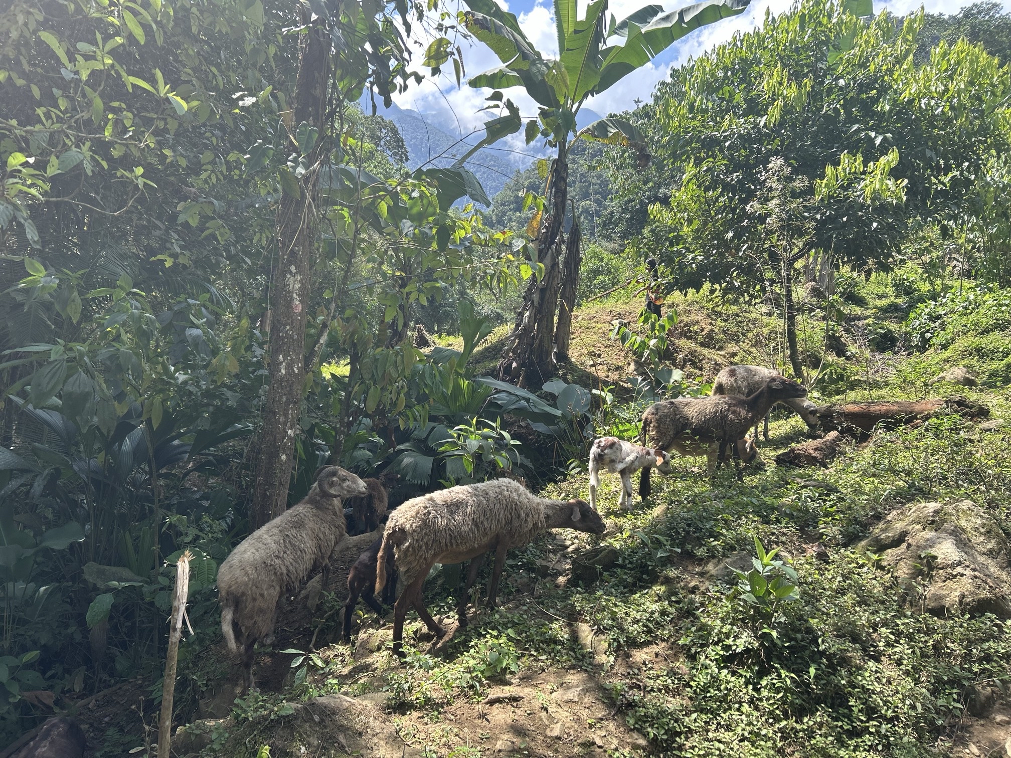 Trek to La Ciudad Perdida (Lost City of Teyuna)