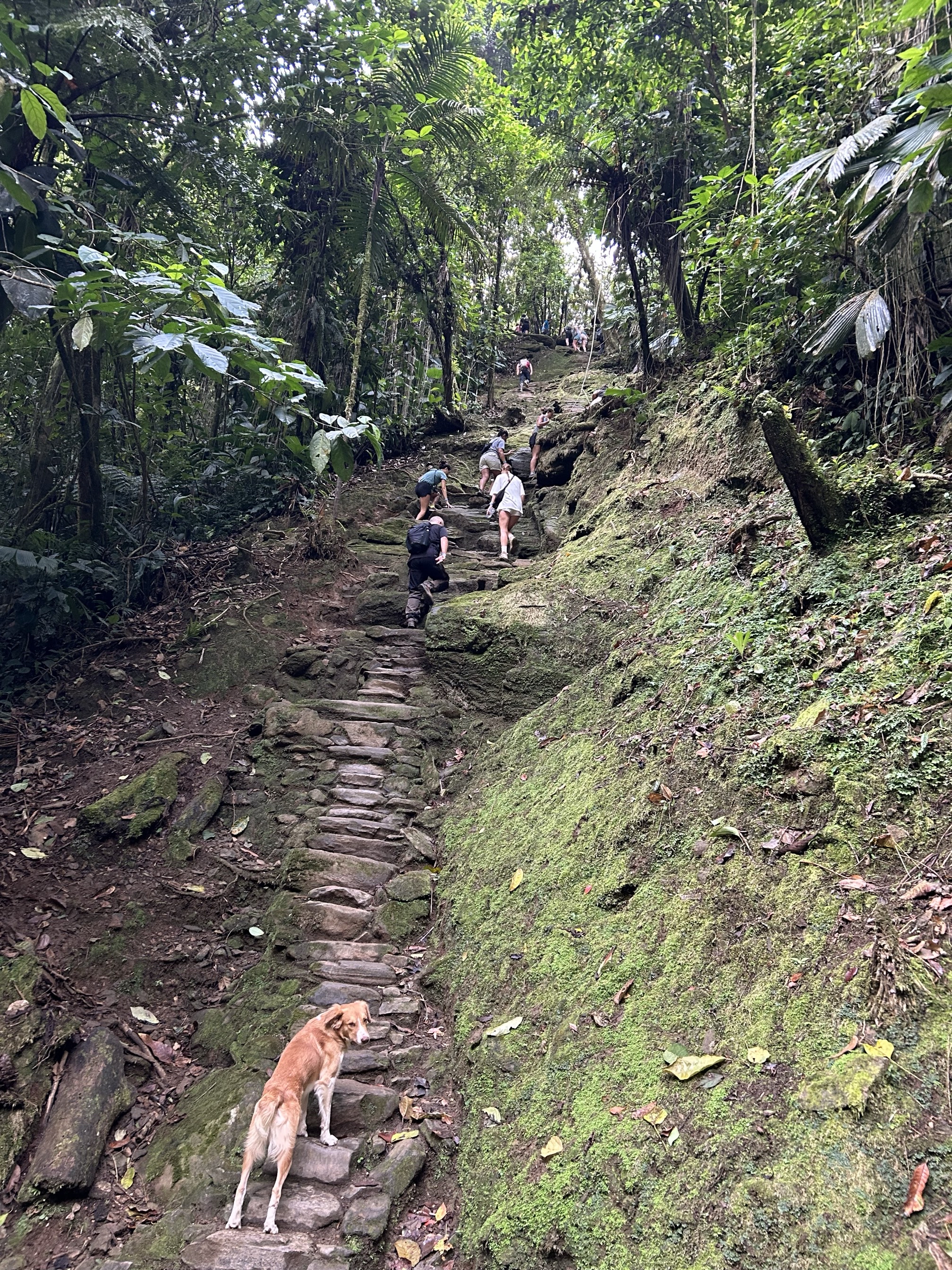 Trek to La Ciudad Perdida (Lost City of Teyuna)