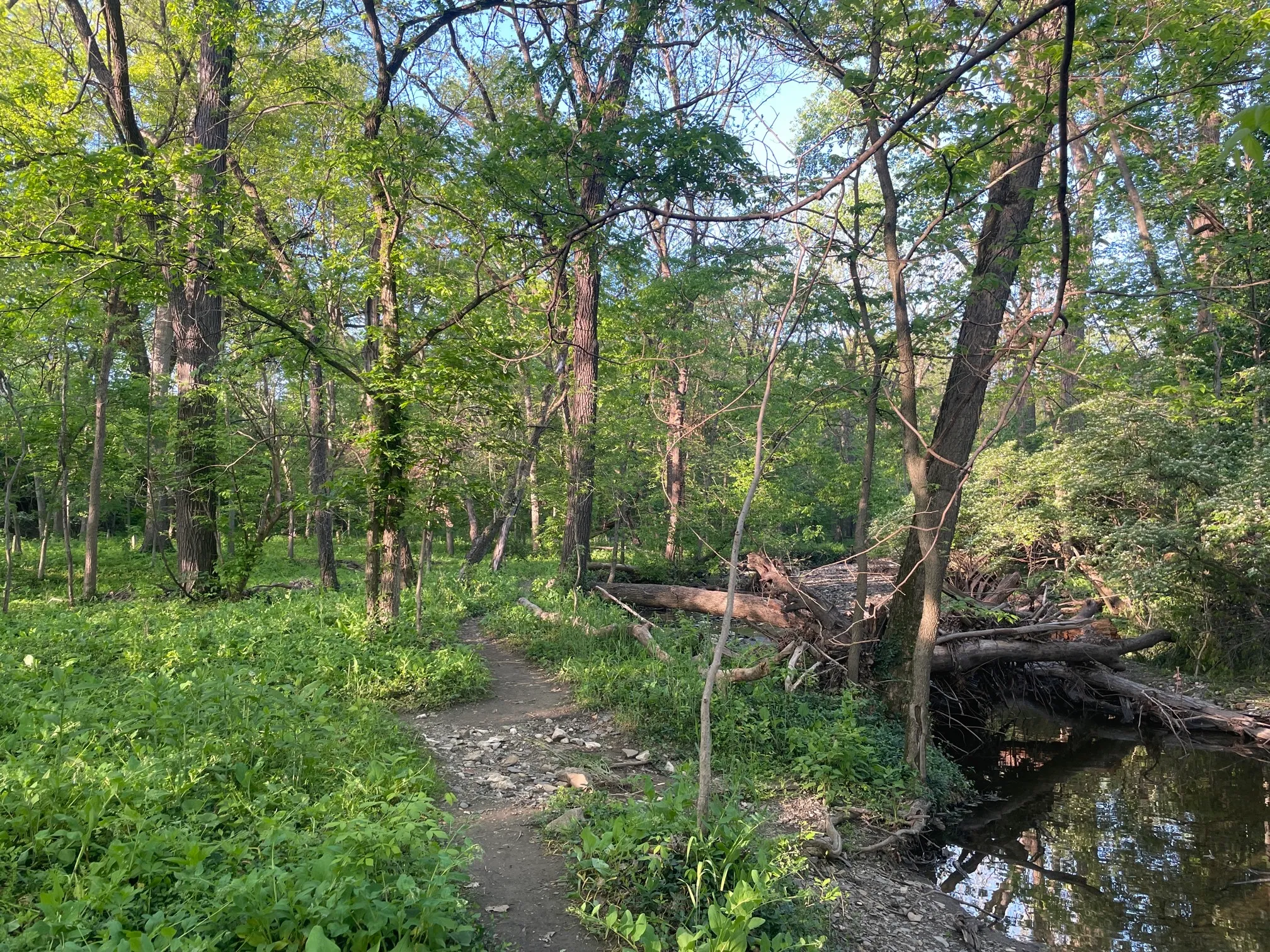 Walk Along Overbrook Dr. Creak