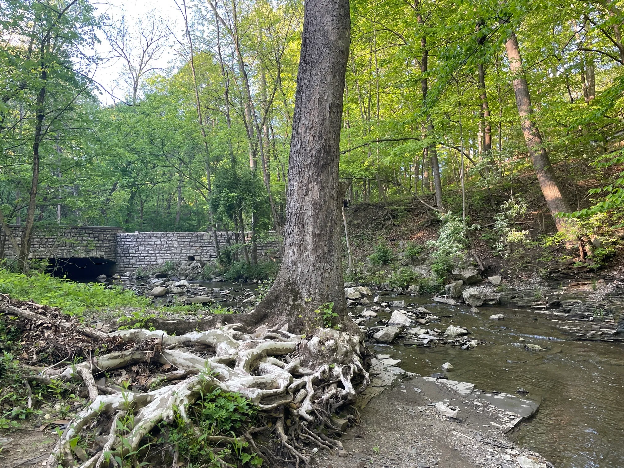 Walk Along Overbrook Dr. Creak