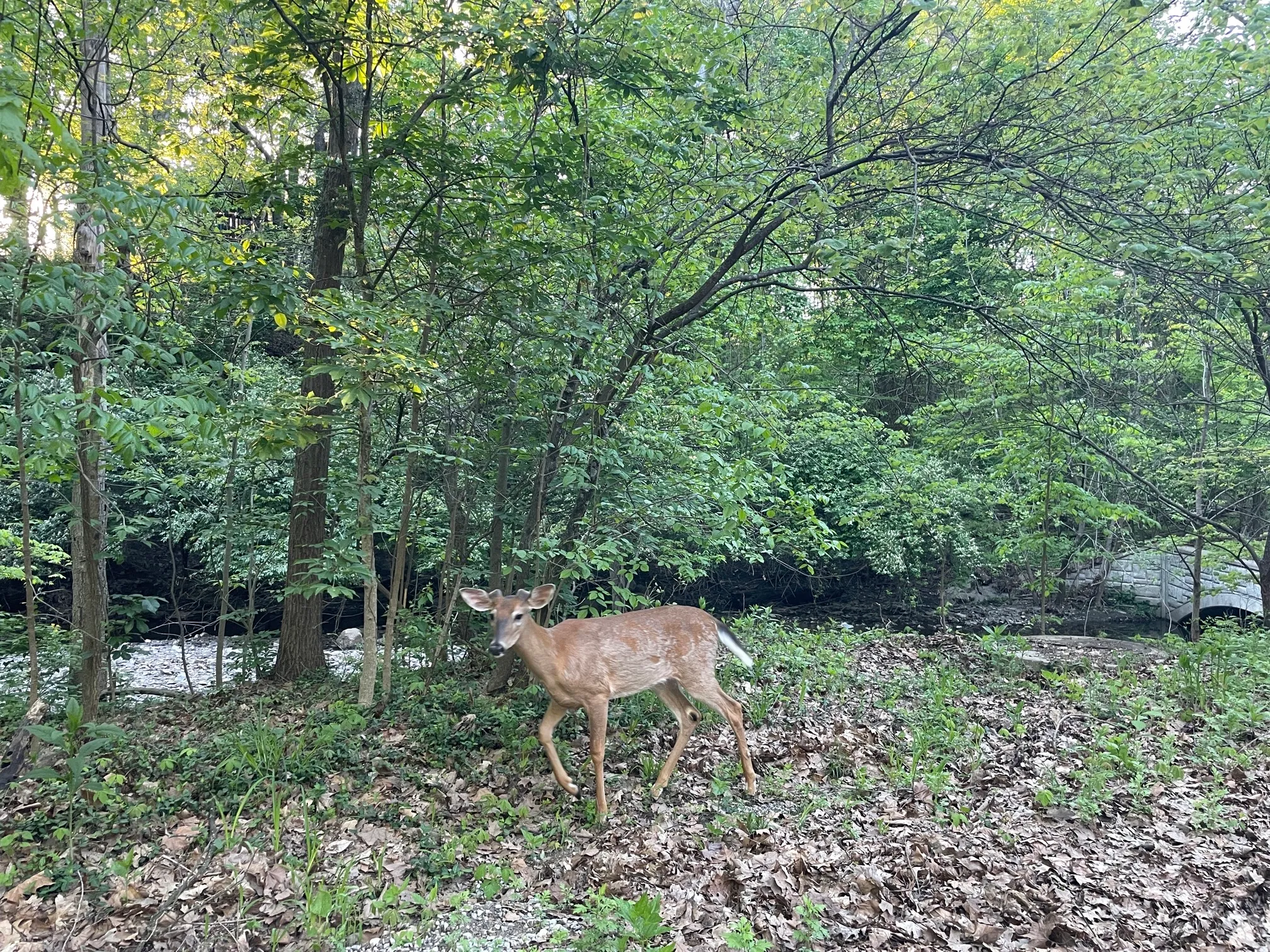 Walk Along Overbrook Dr. Creak