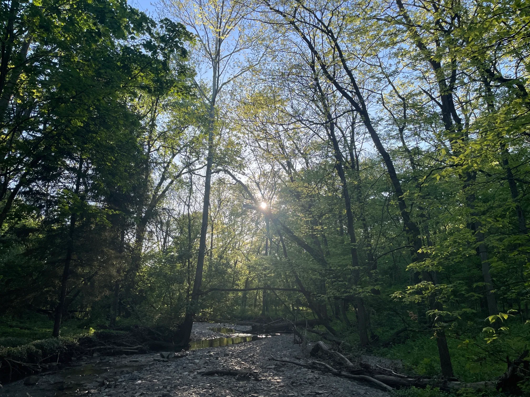Walk Along Overbrook Dr. Creak