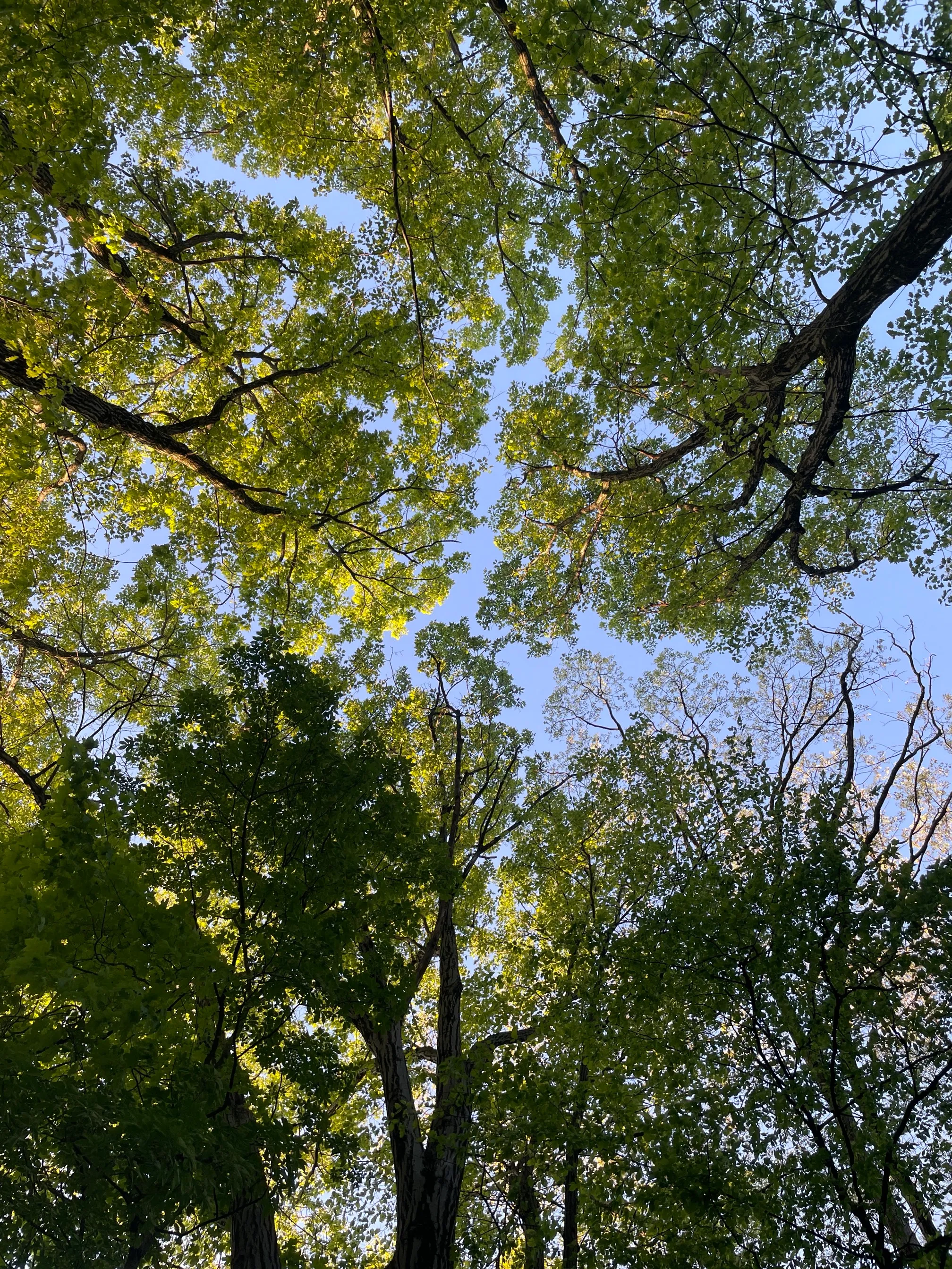 Walk Along Overbrook Dr. Creak