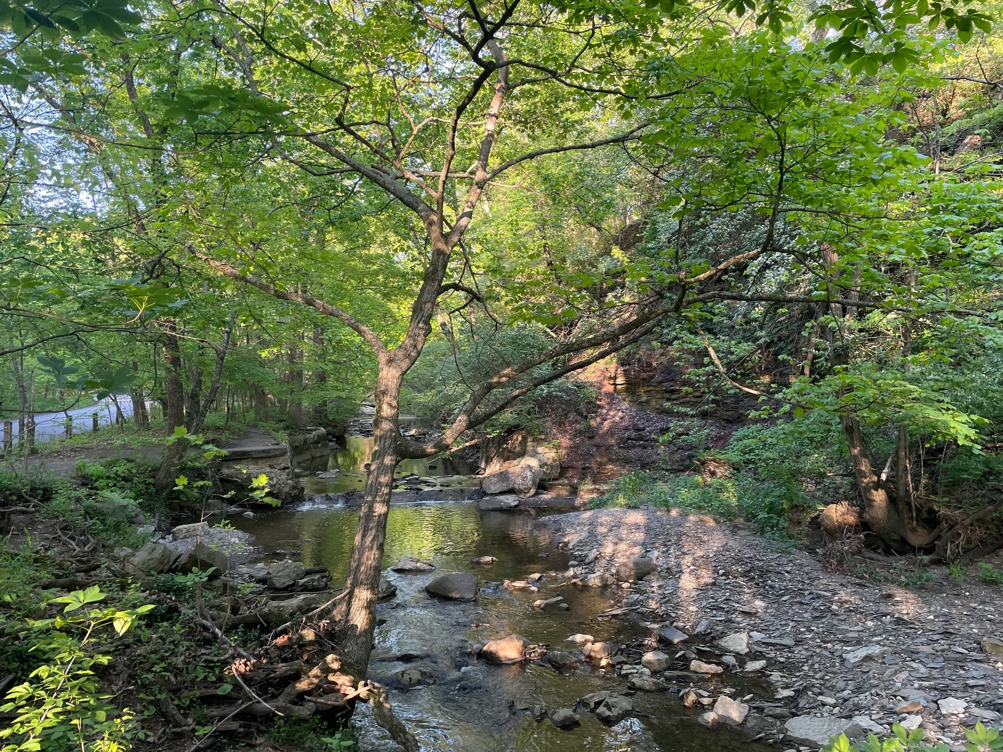 Walk Along Overbrook Dr. Creak
