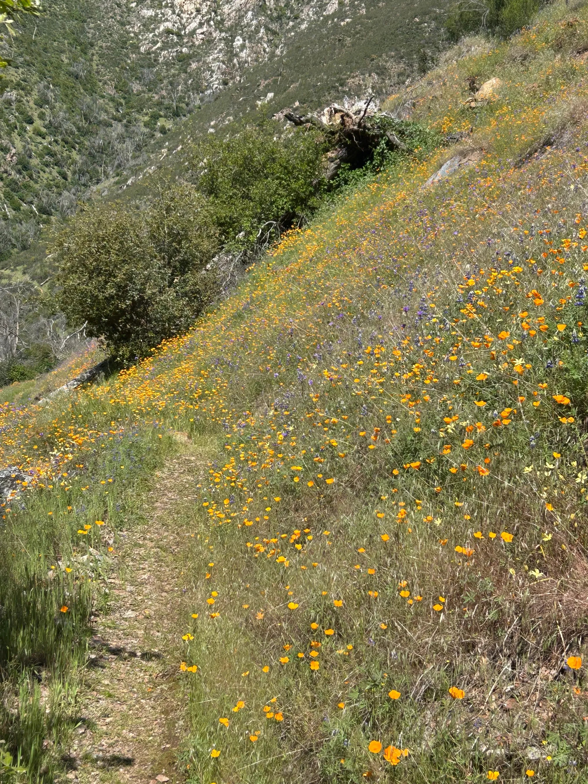 Hites Cove Trail
