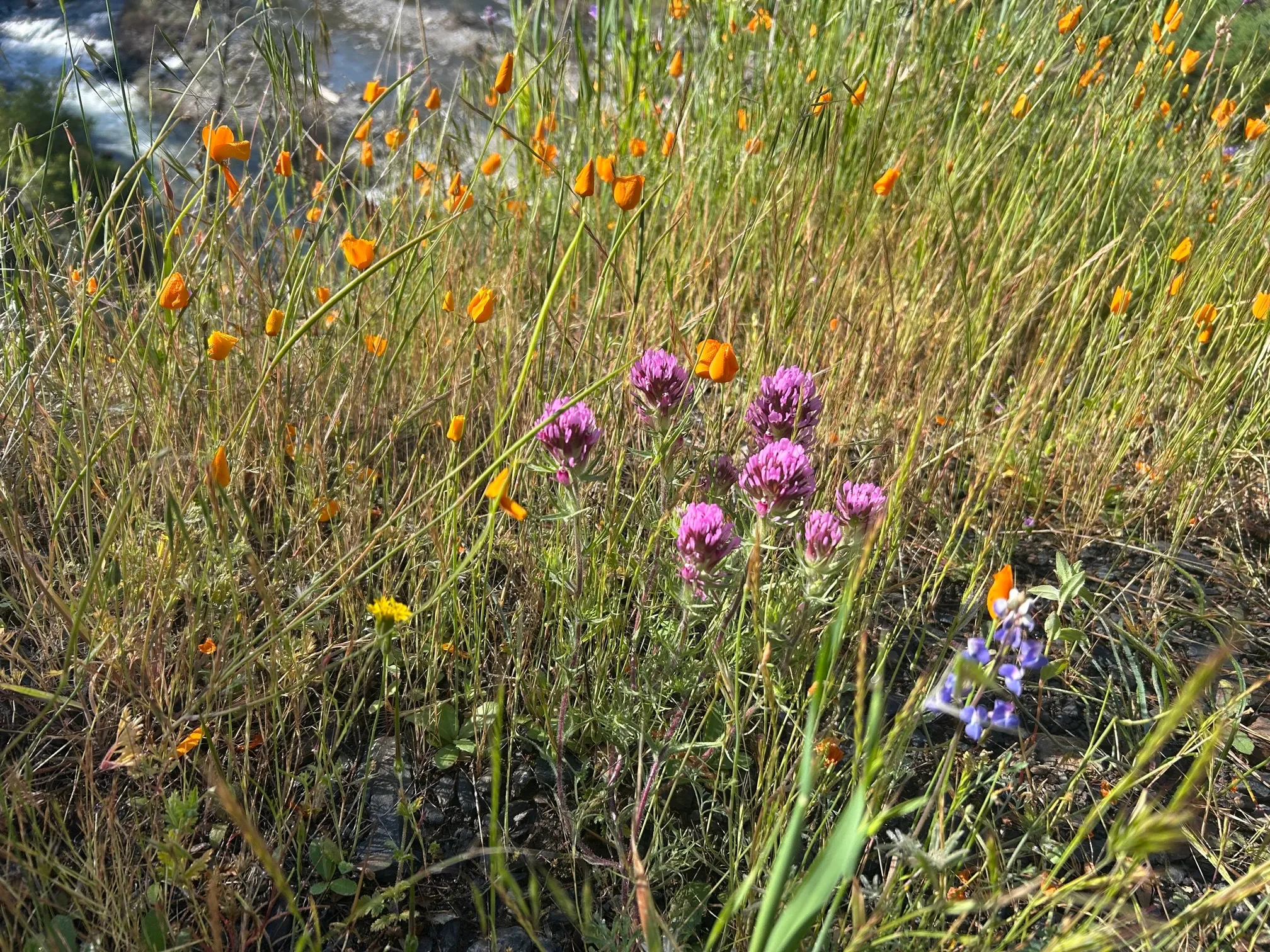 Hites Cove Trail