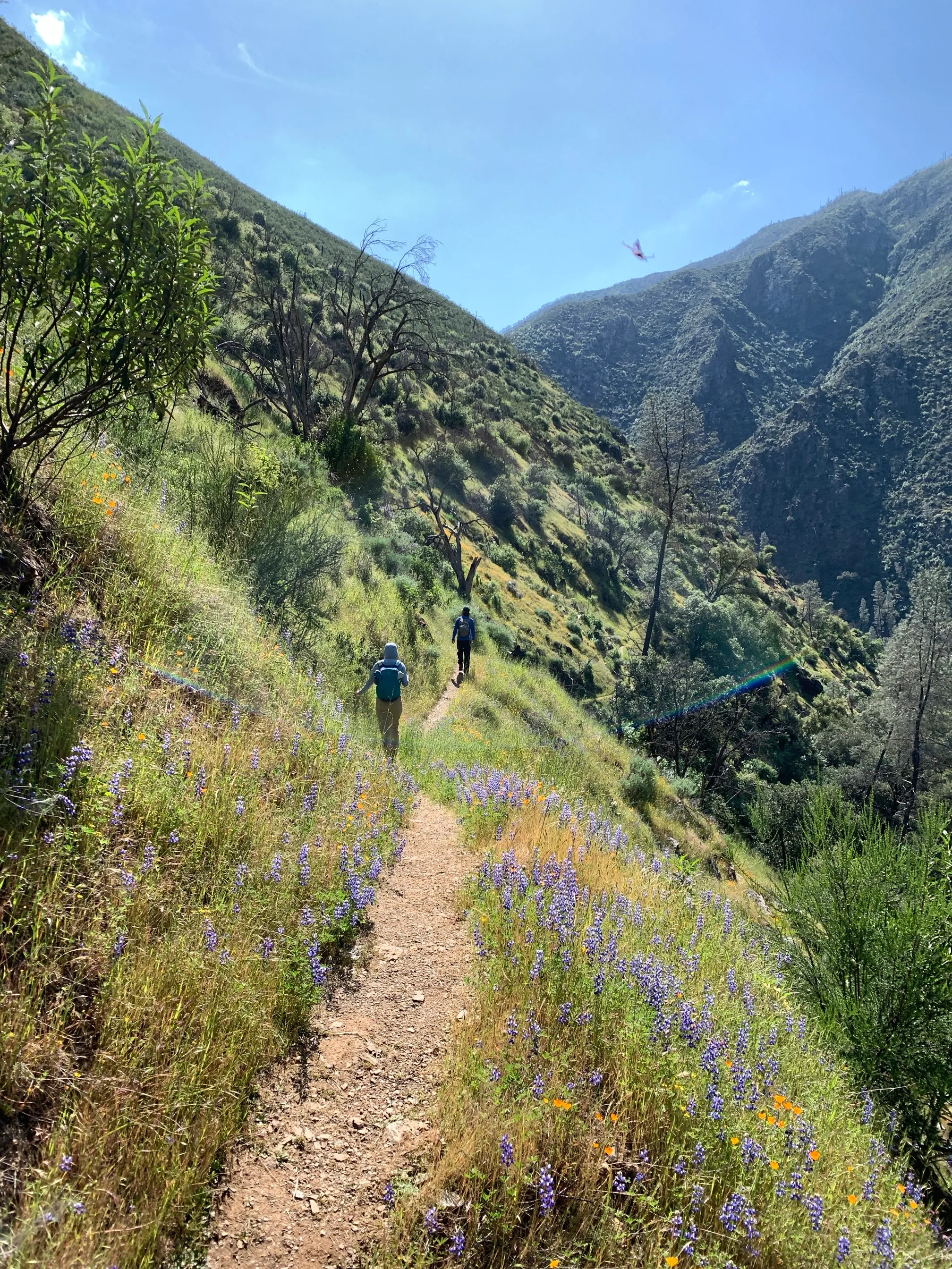 Hites Cove Trail