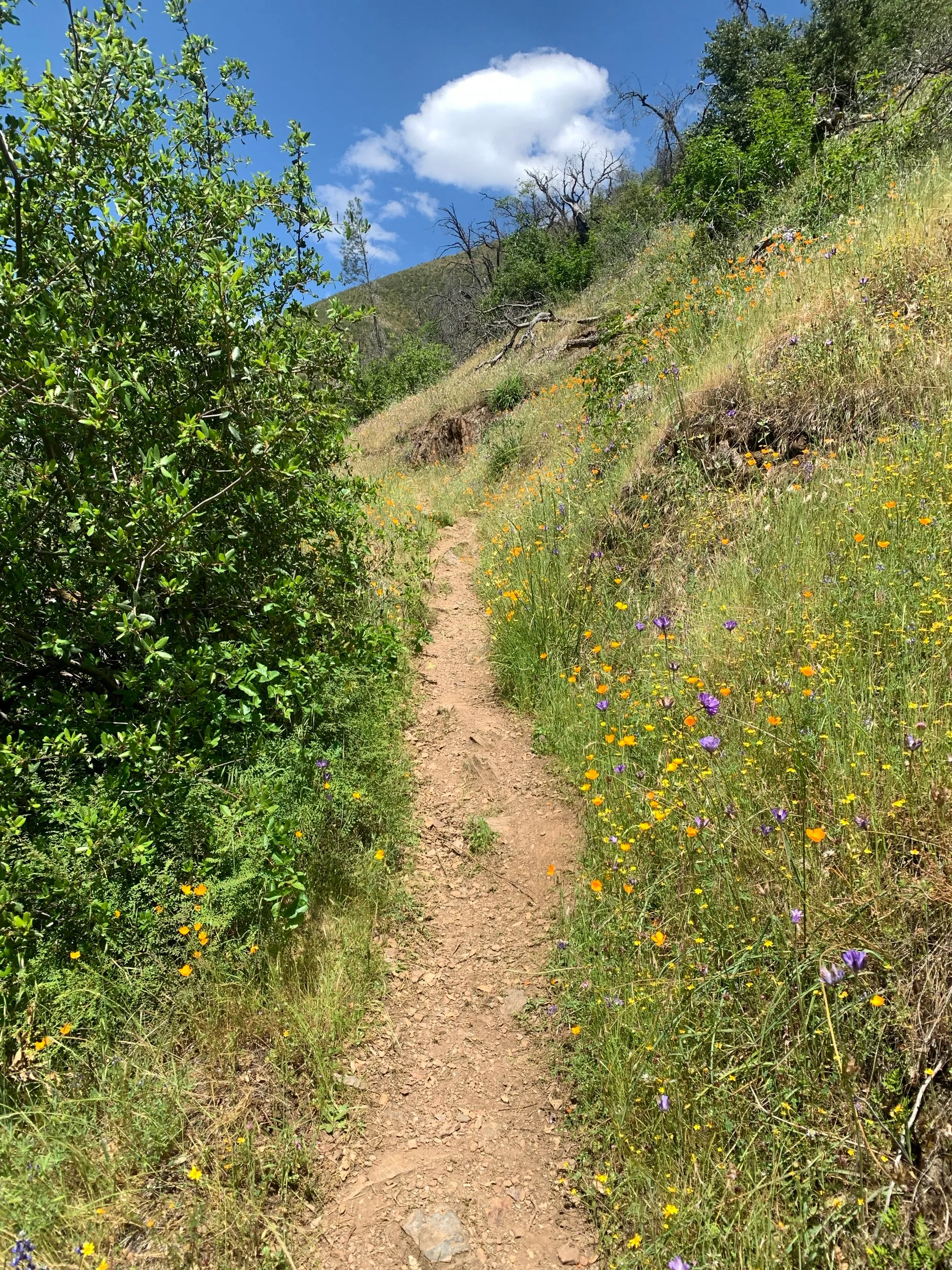 Hites Cove Trail