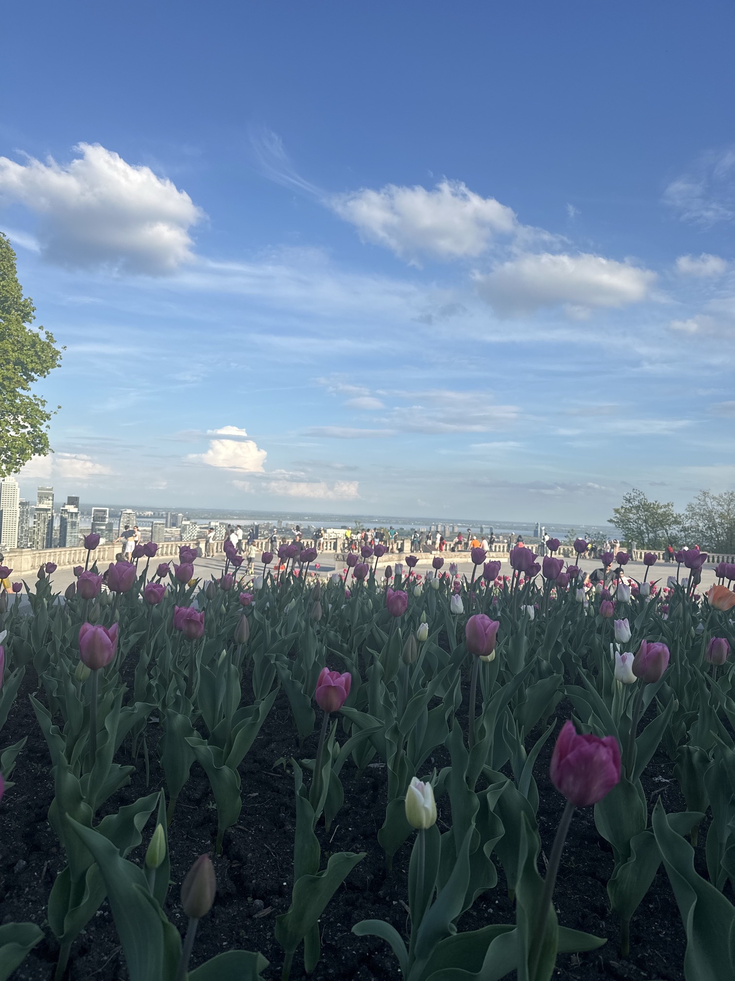 Mount Royal