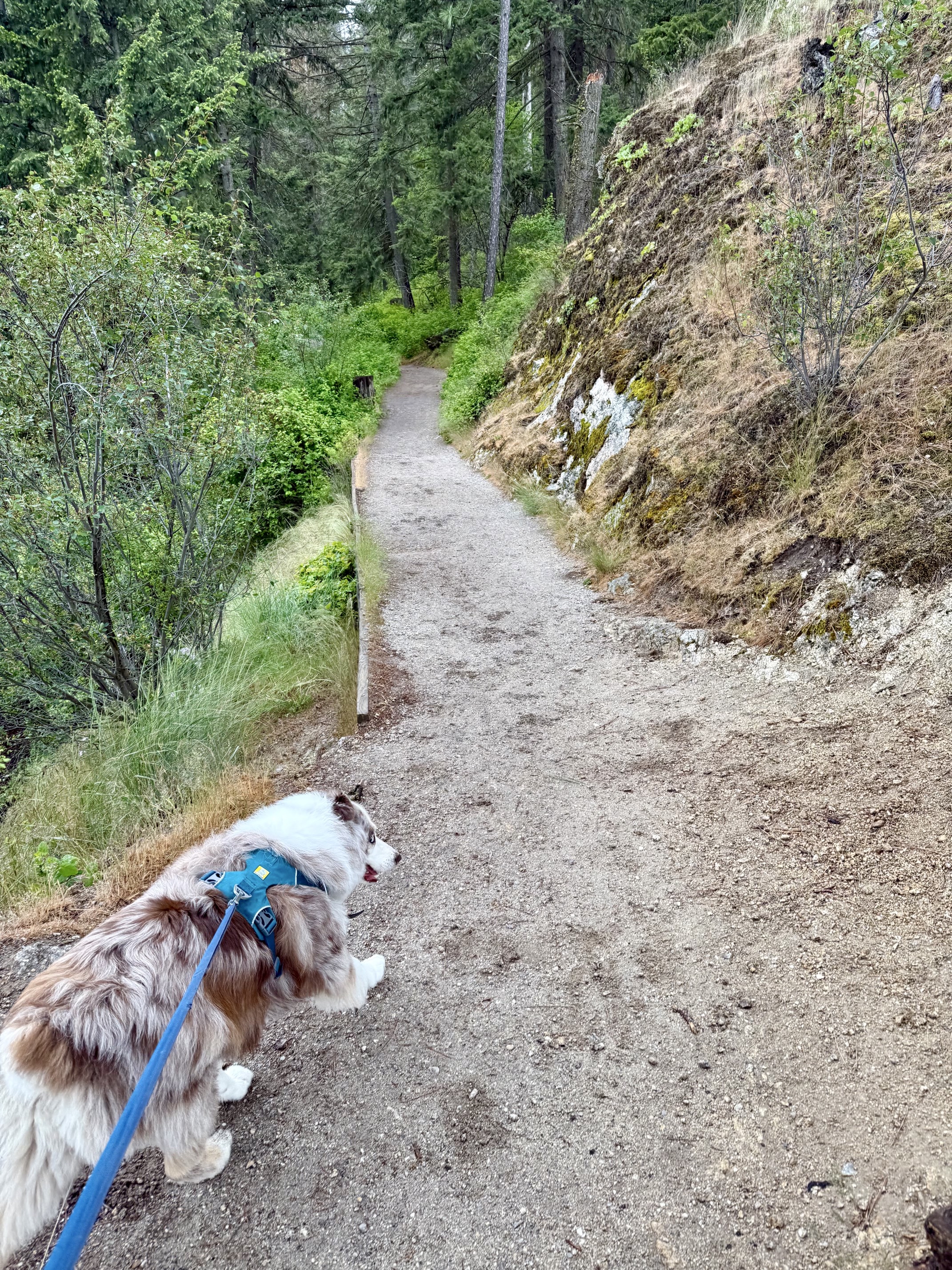 Tubbs Hill