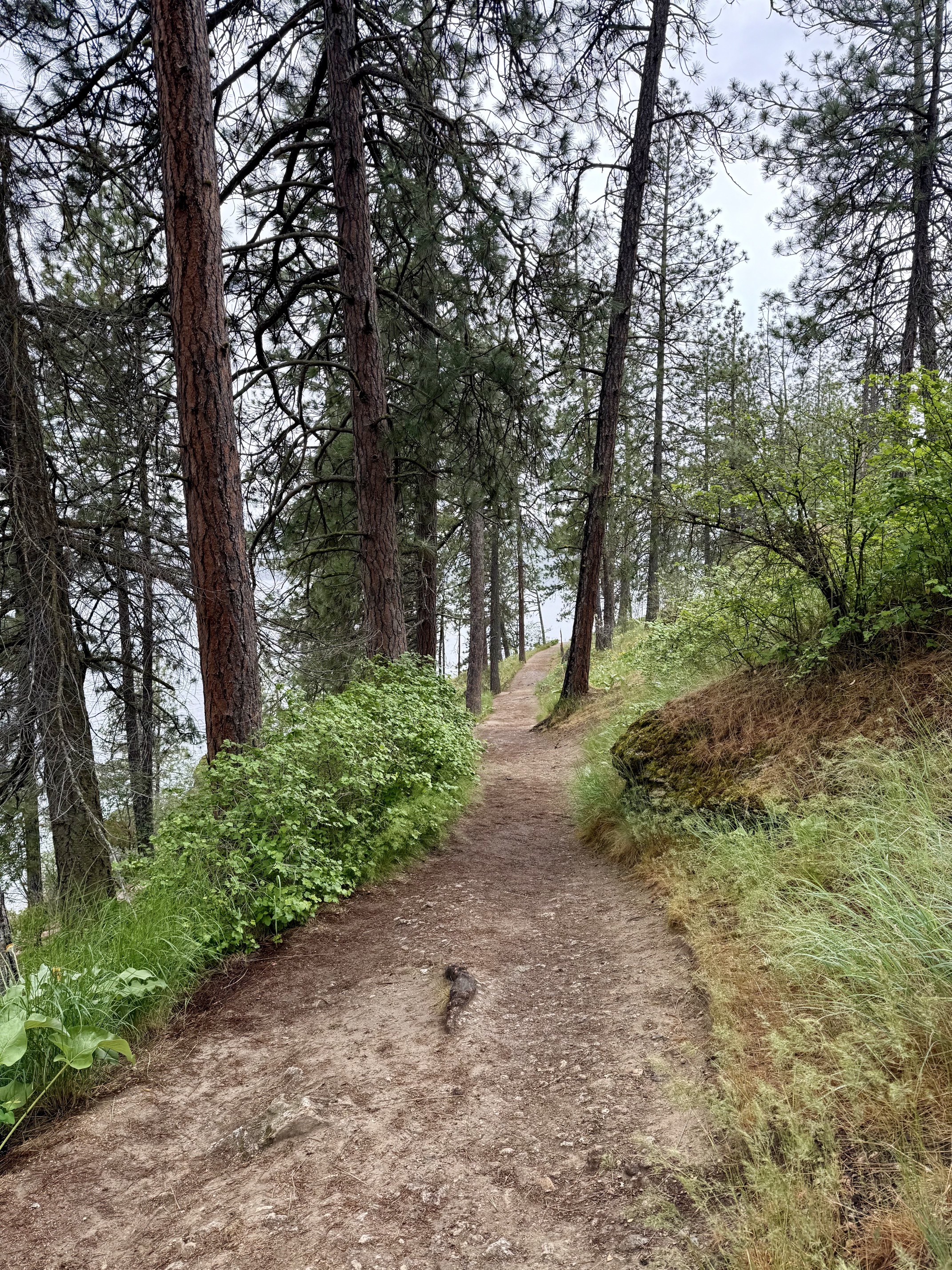 Tubbs Hill
