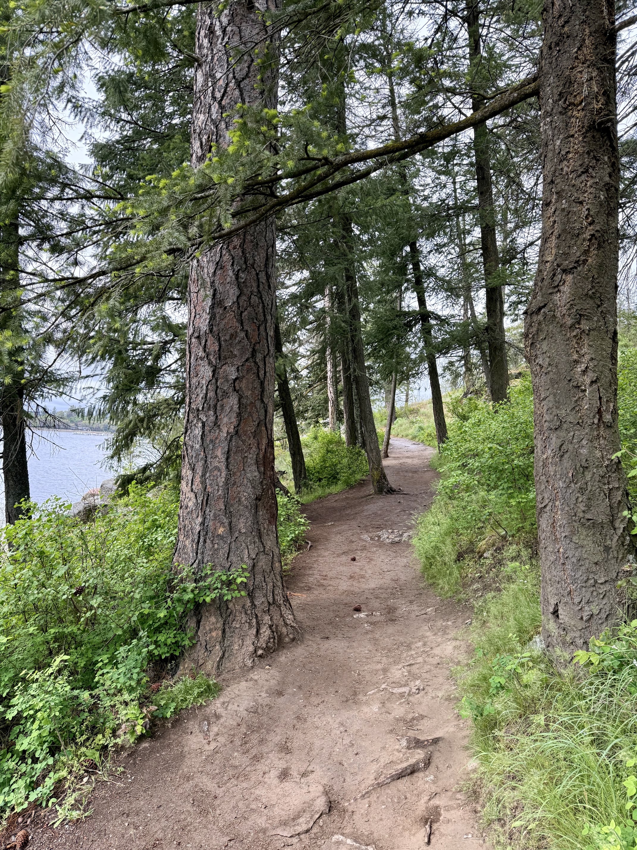 Tubbs Hill