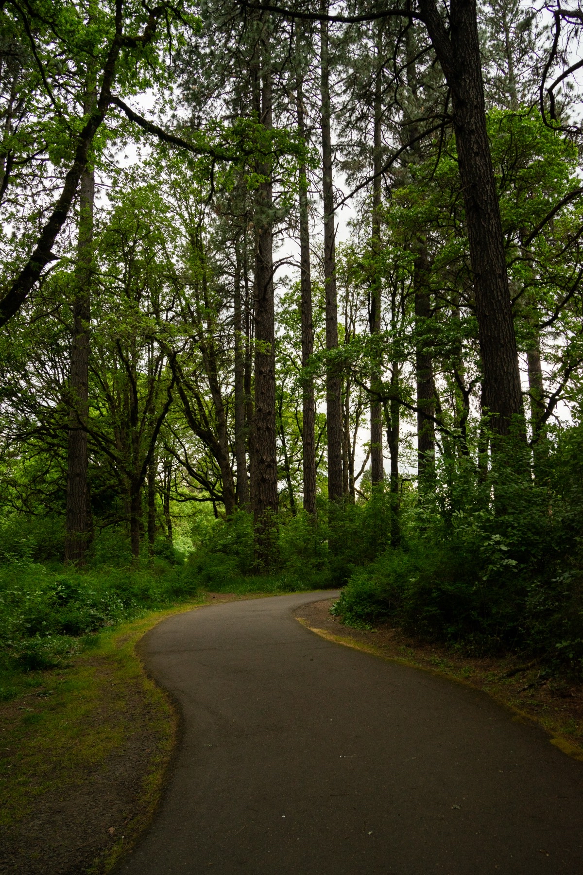 Pathfinder Genesis Trail