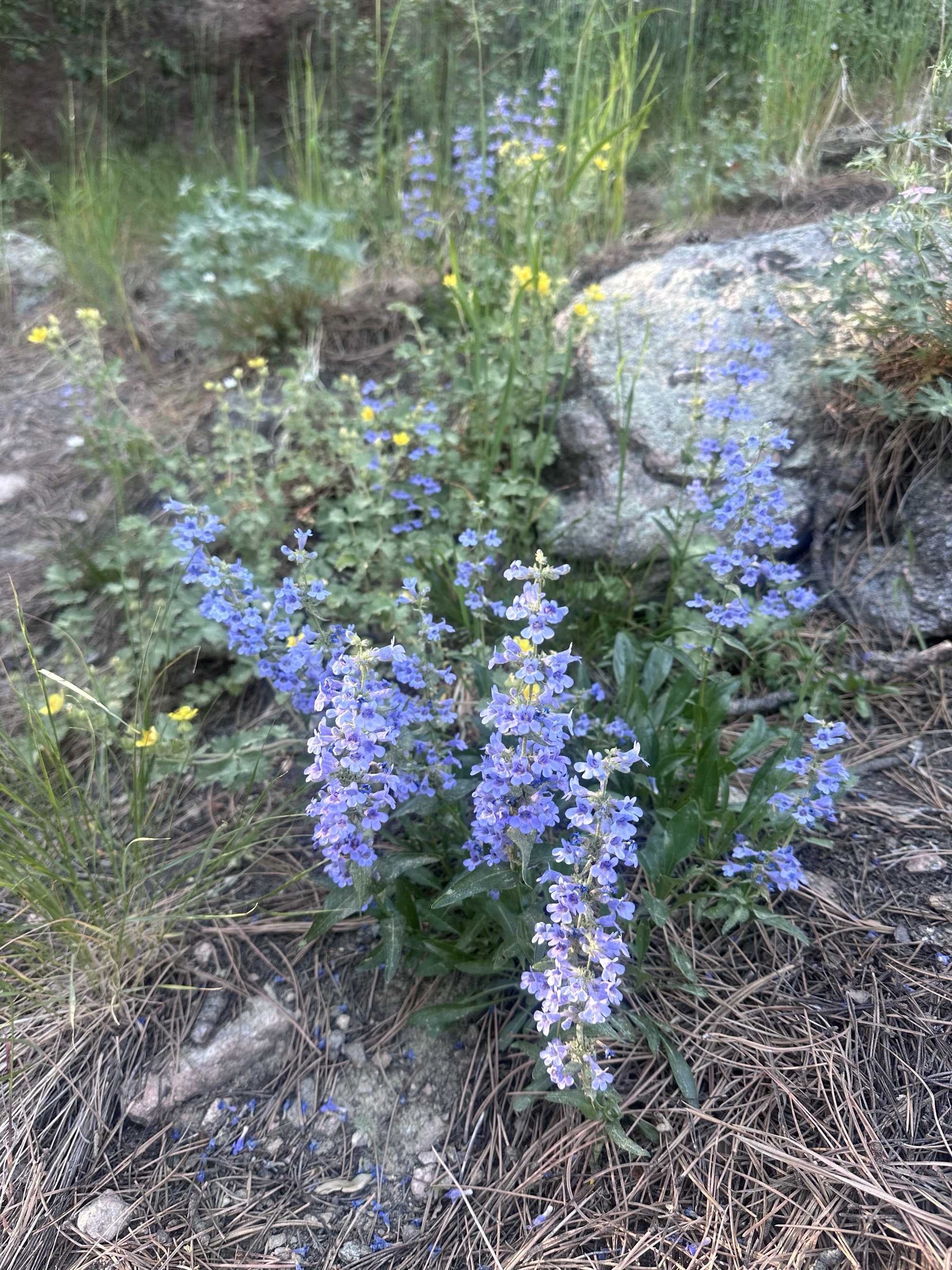 Arthur's Rock Trail