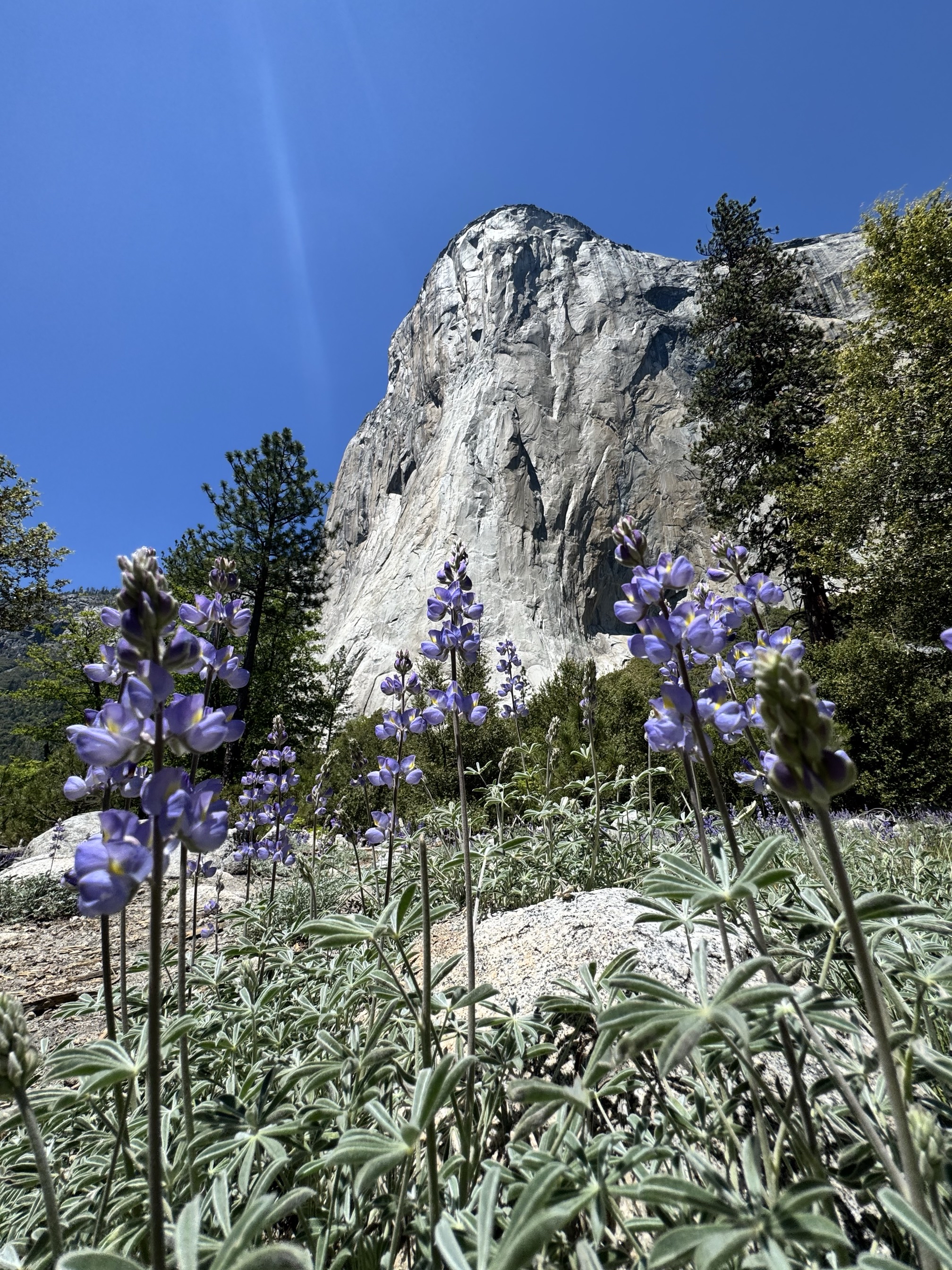 El Capitan Meadow