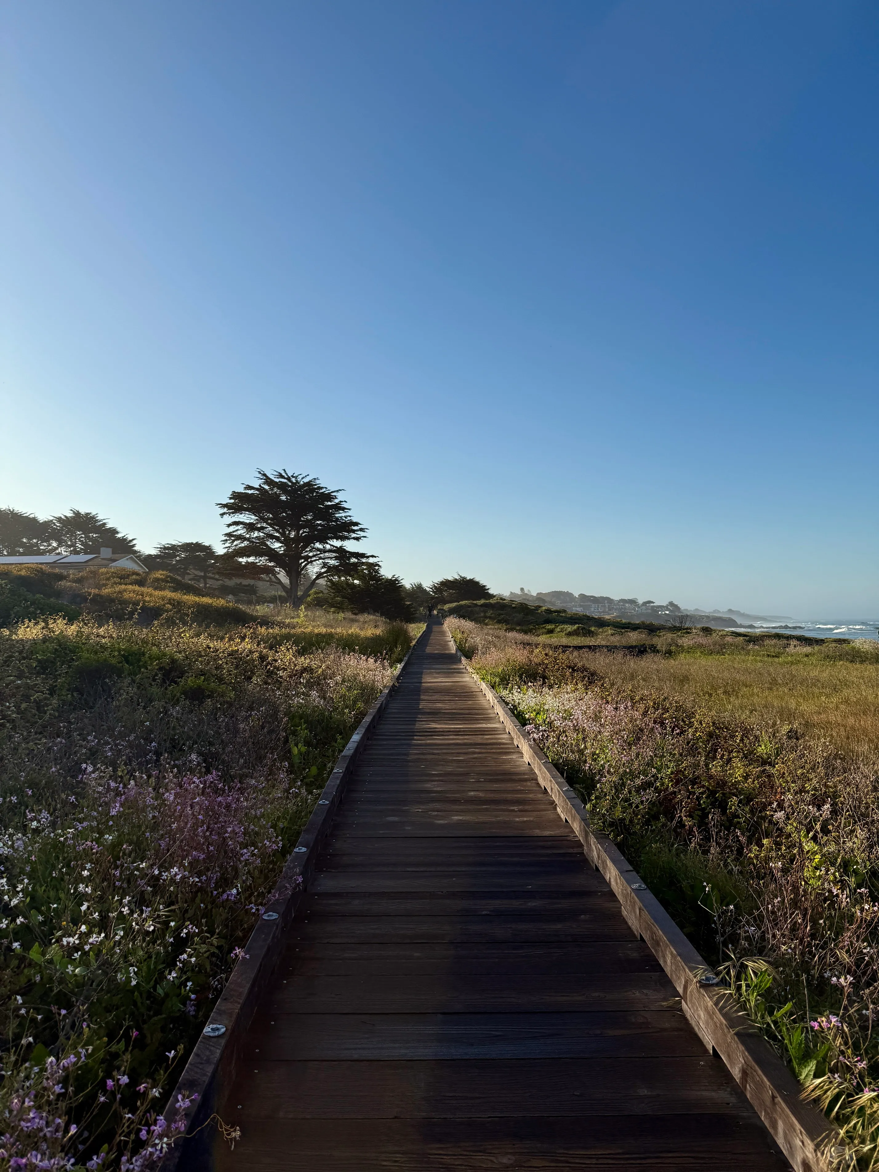 Moonstone Beach Trail