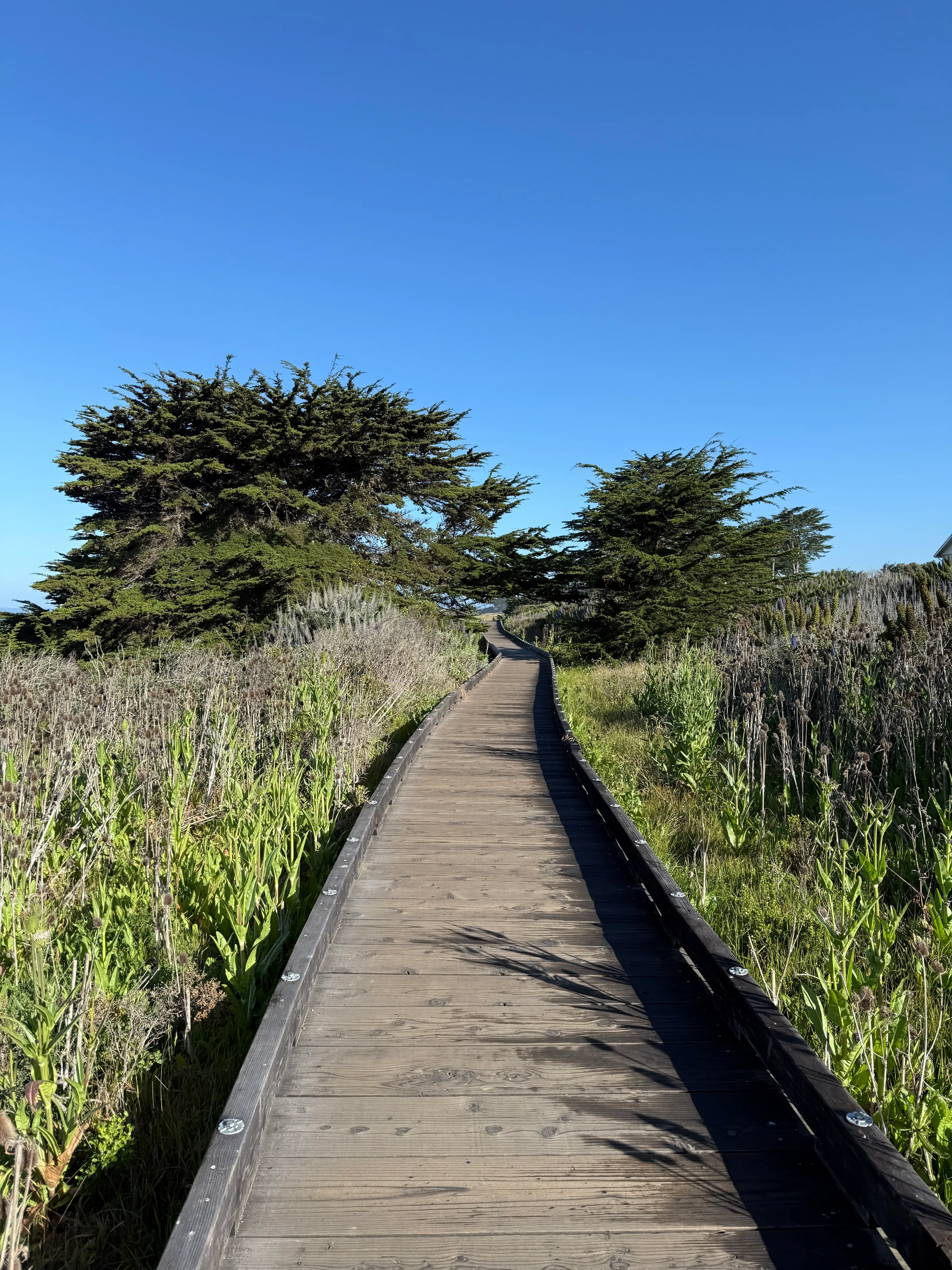 Moonstone Beach Trail