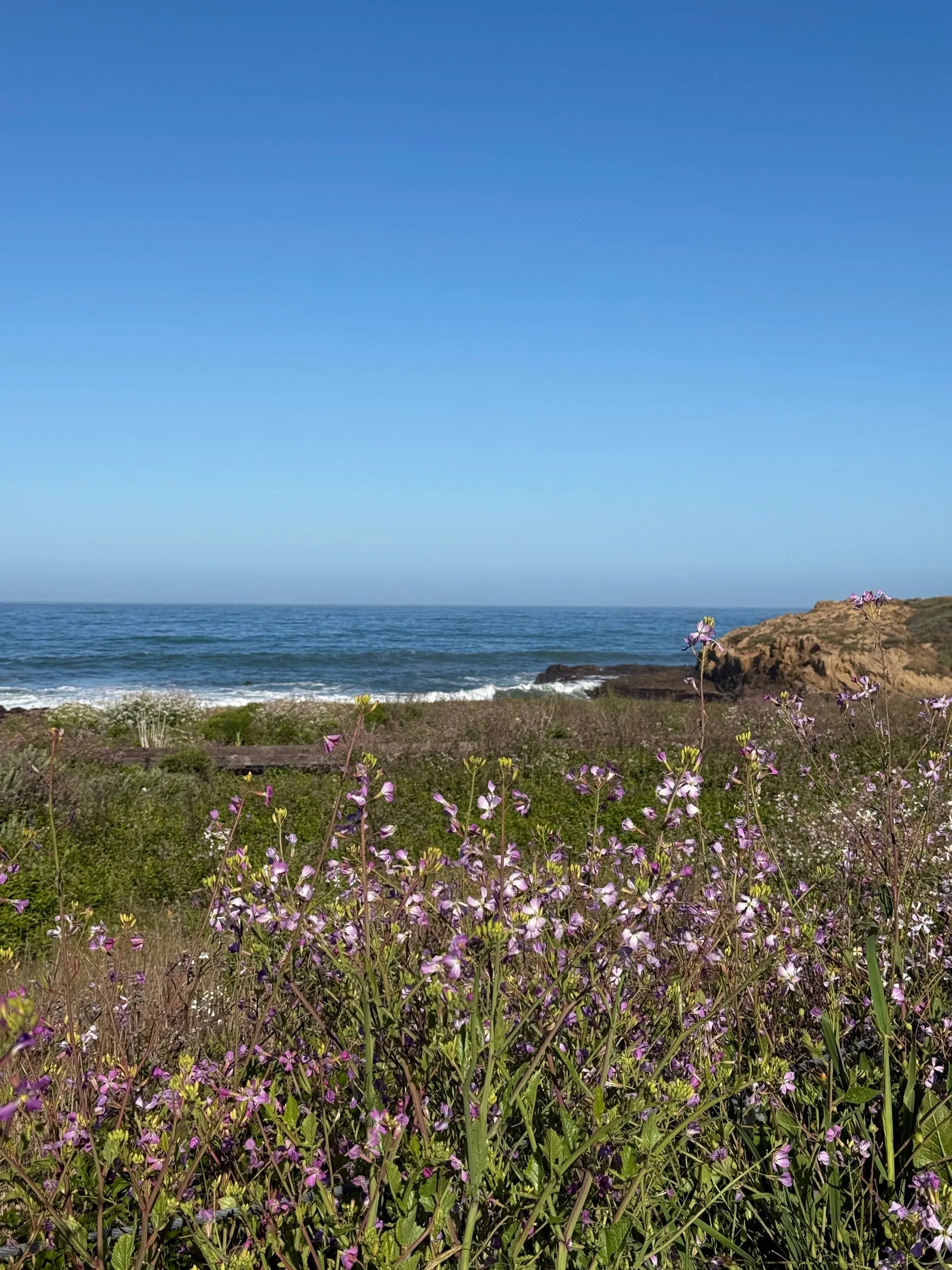 Moonstone Beach Trail