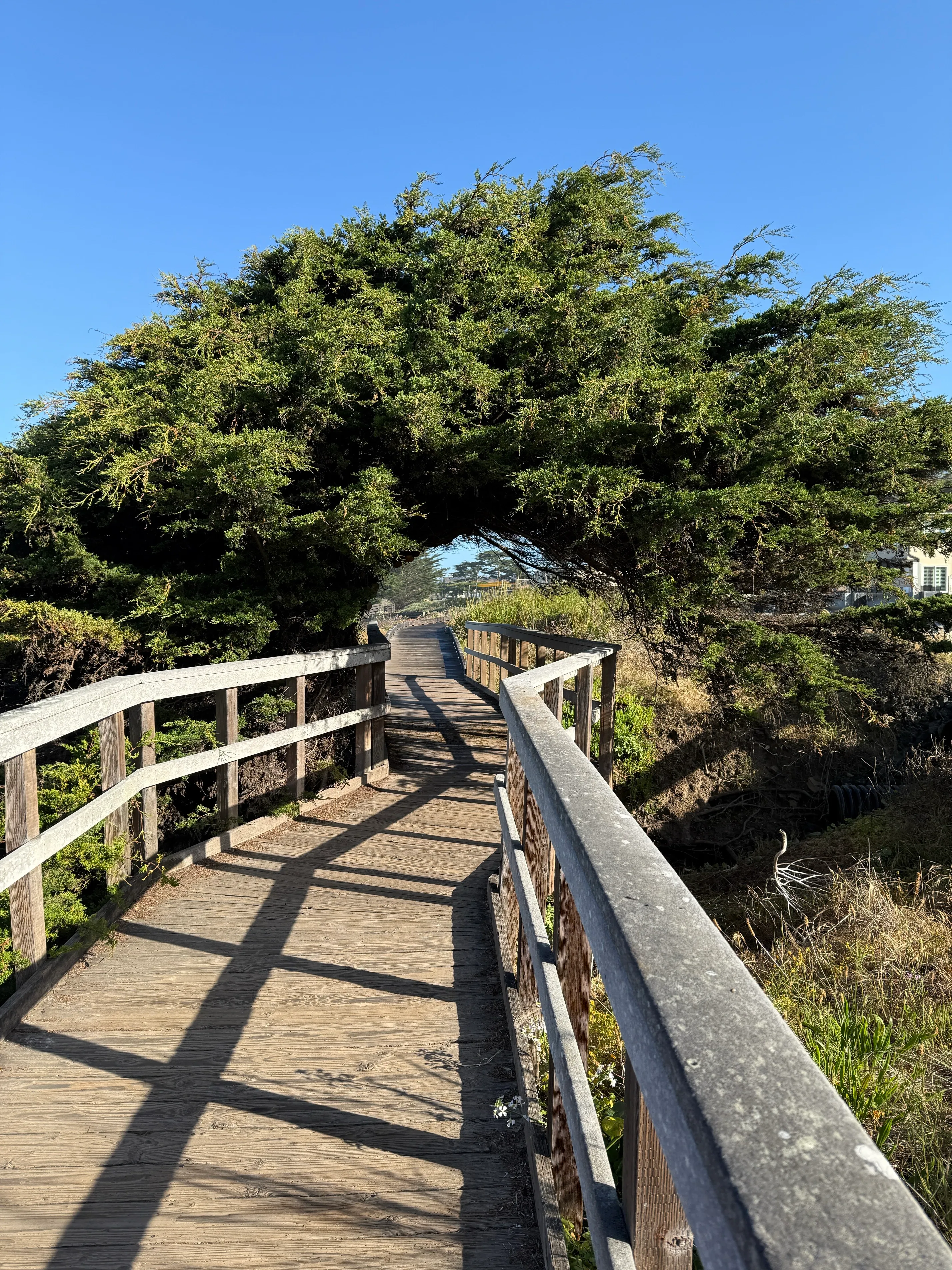 Moonstone Beach Trail