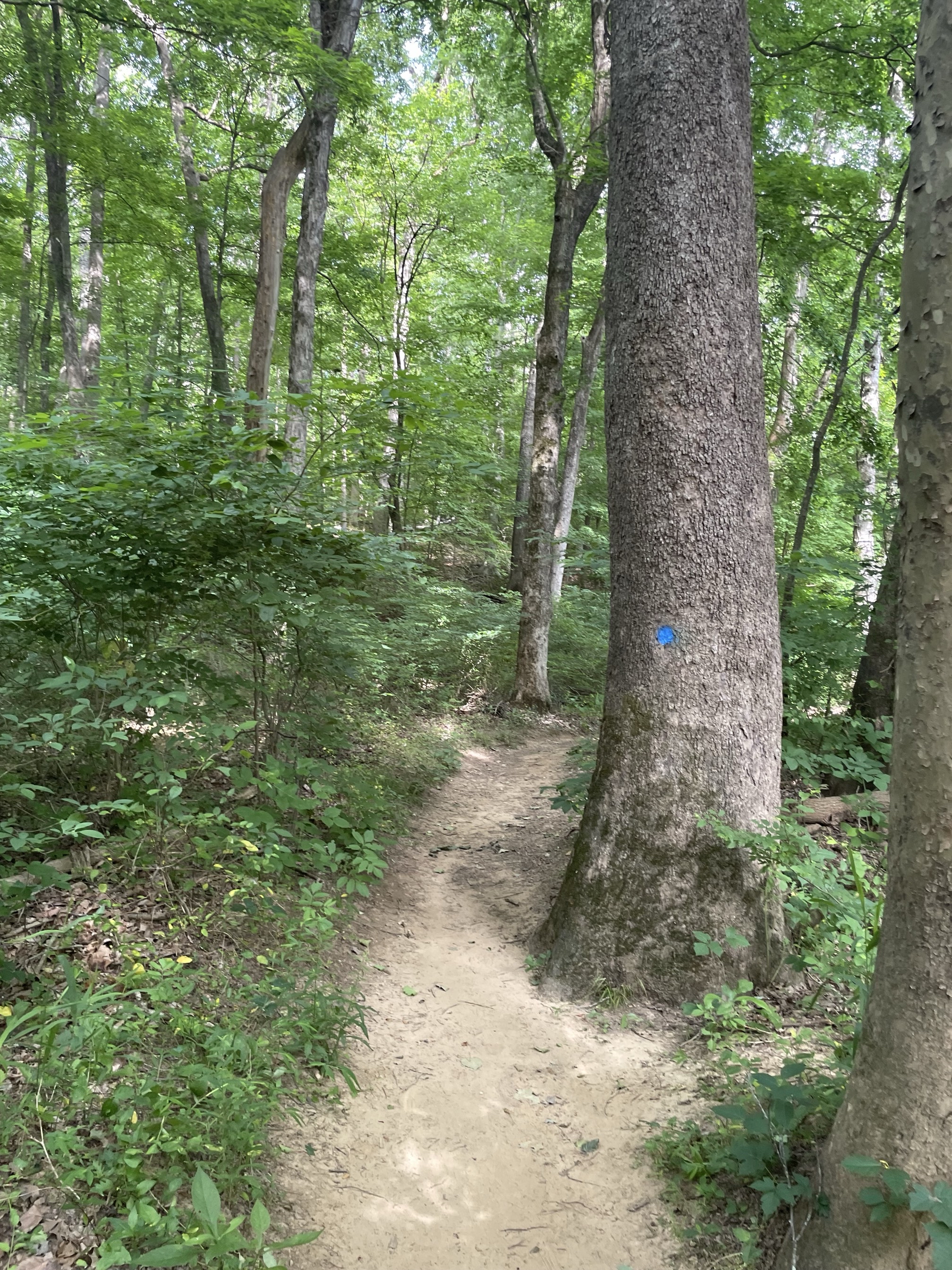Piney Mountain Trail