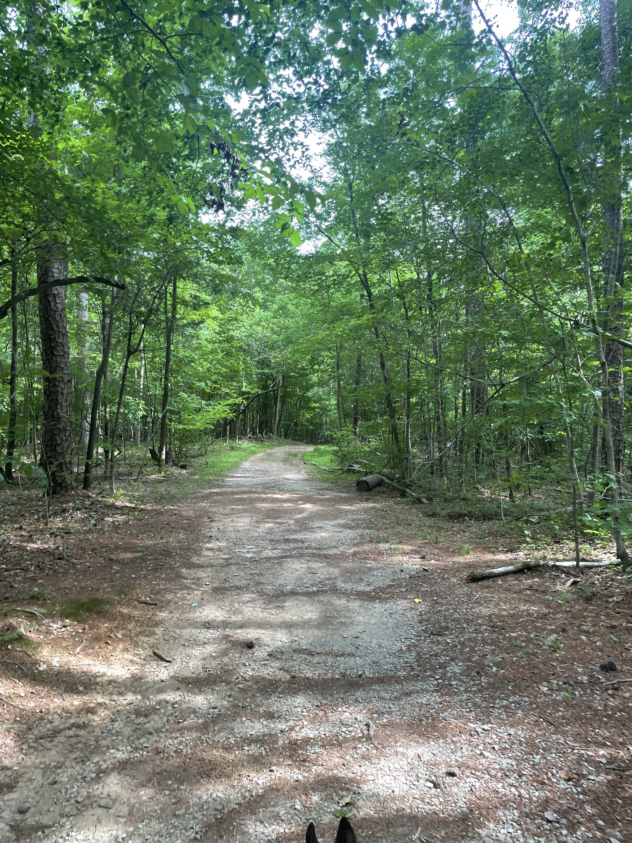 Piney Mountain Trail