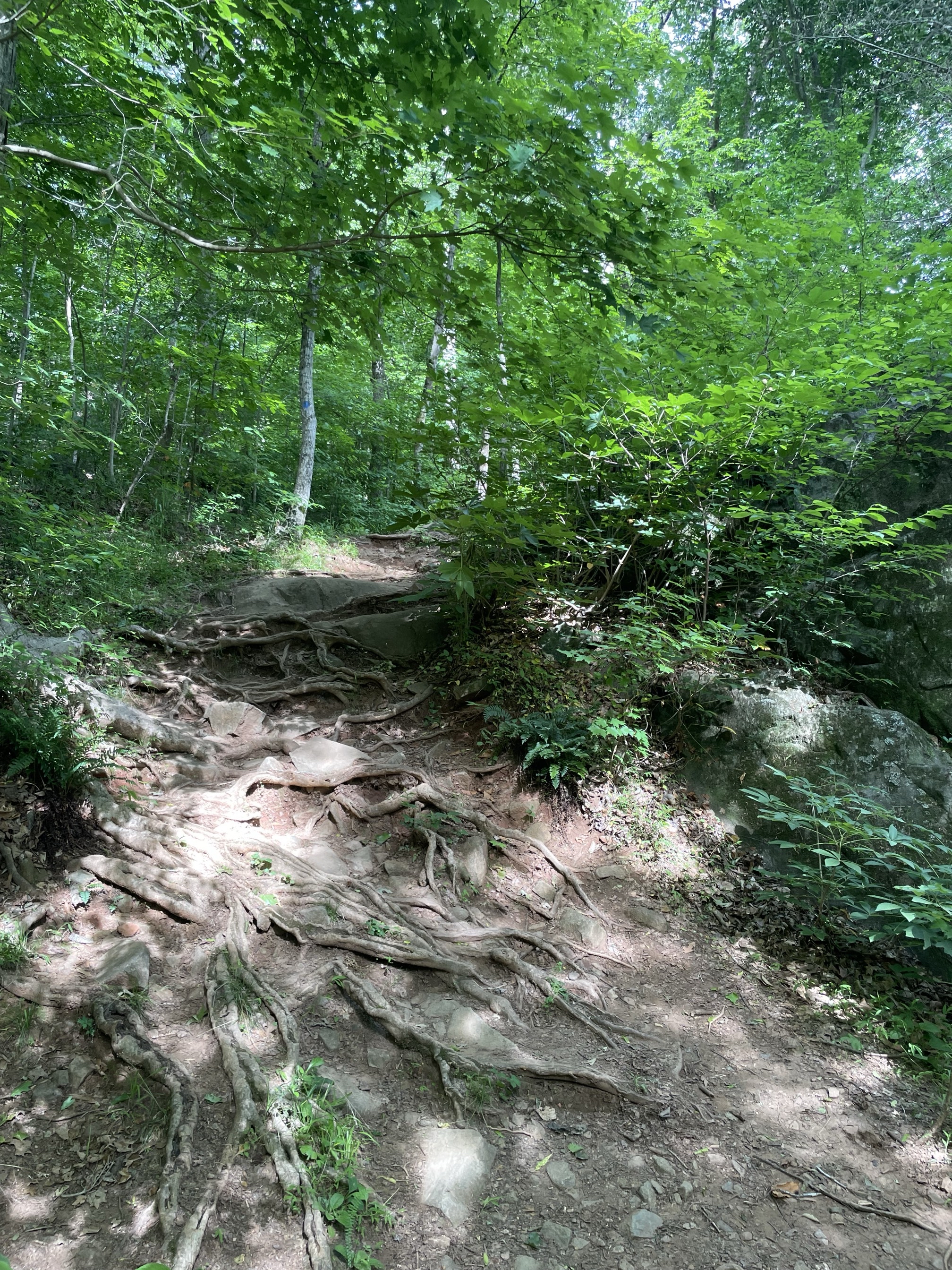 Piney Mountain Trail