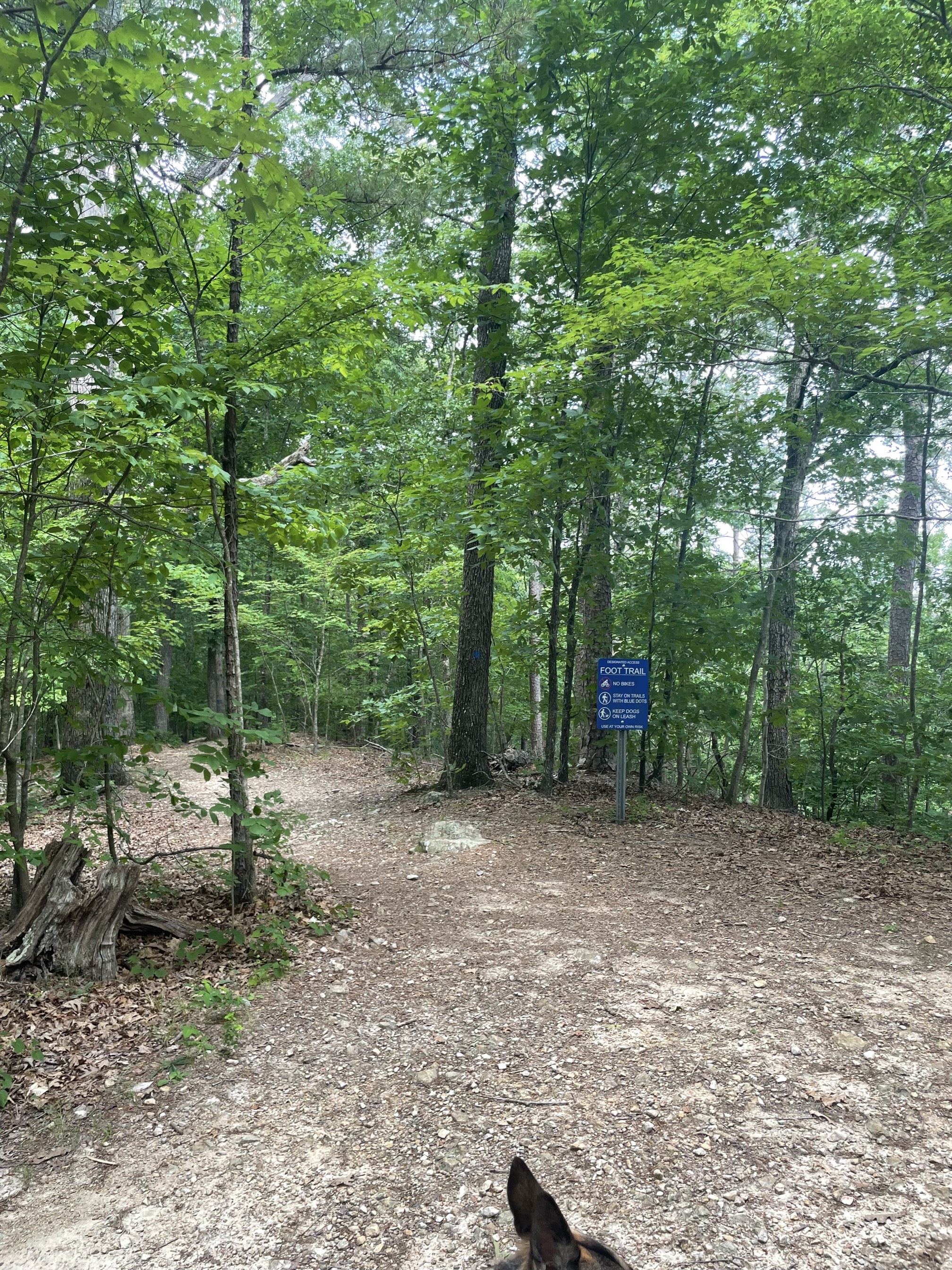 Piney Mountain Trail