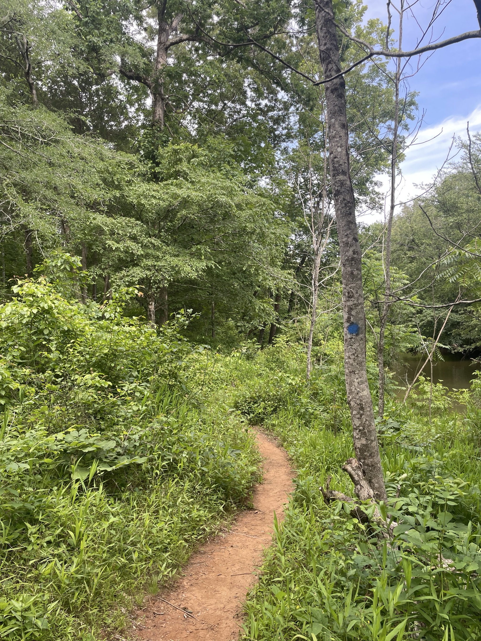 Piney Mountain Trail
