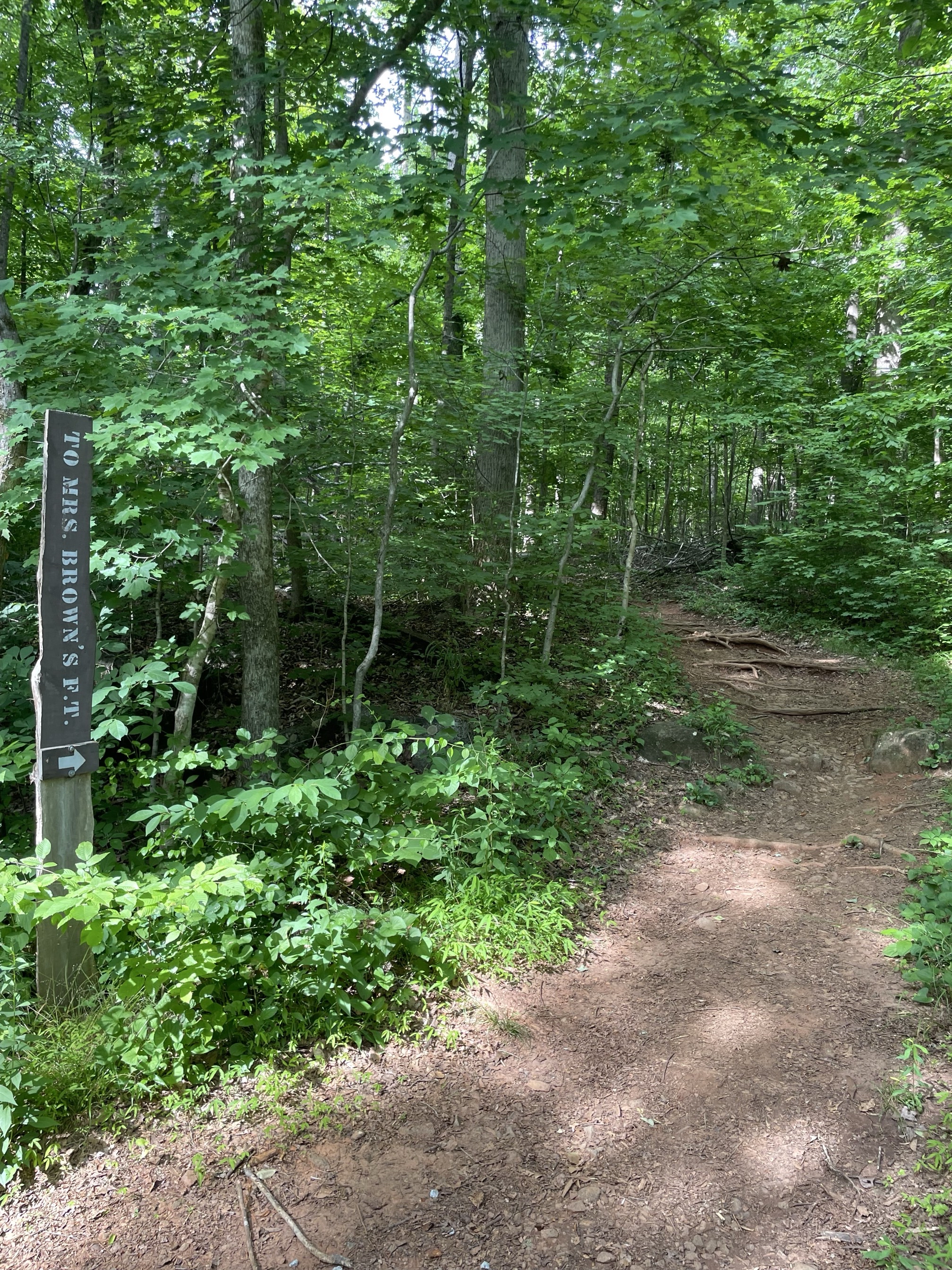 Piney Mountain Trail