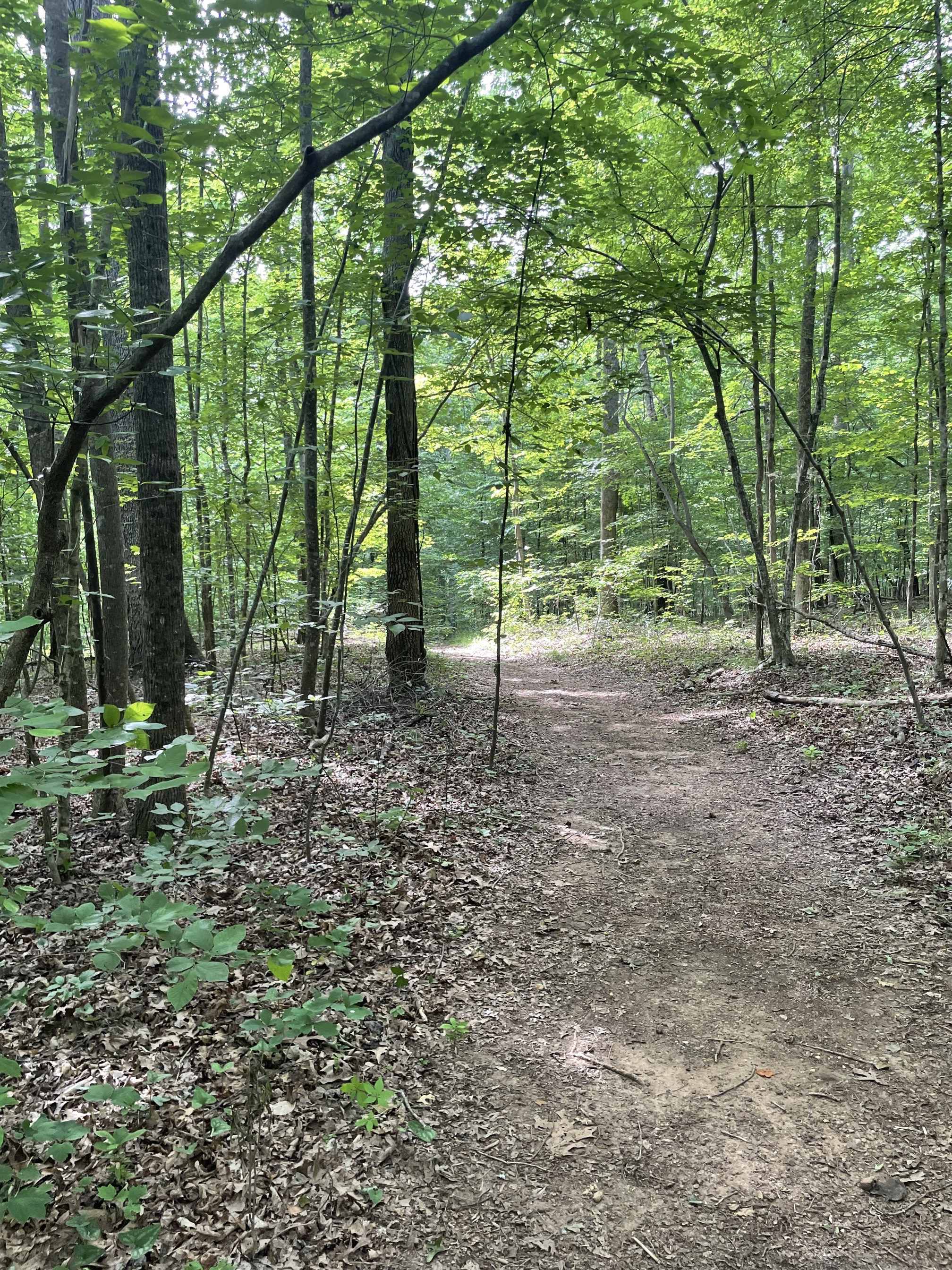 Piney Mountain Trail