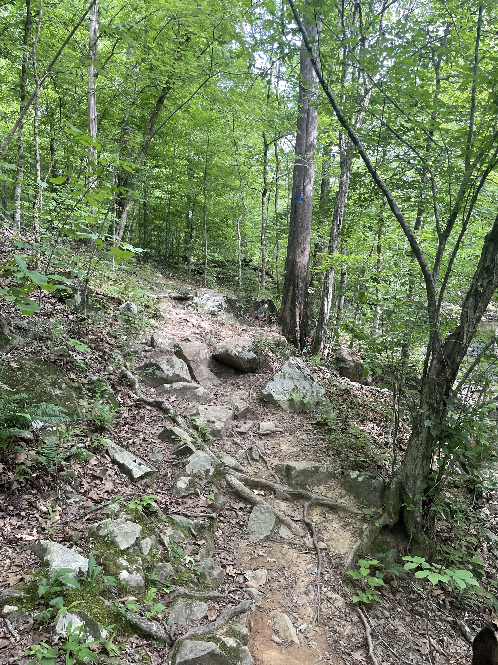 Piney Mountain Trail