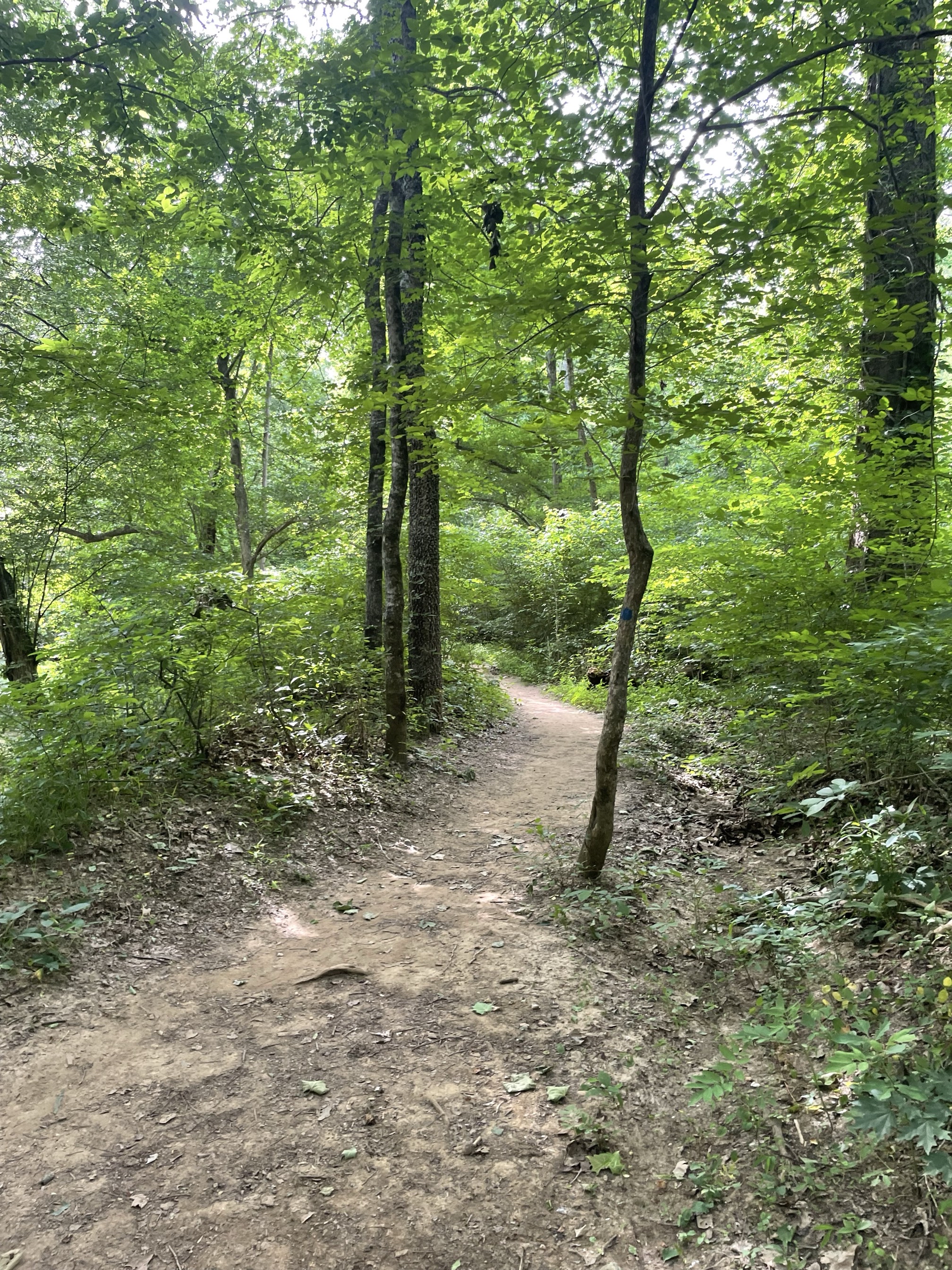 Piney Mountain Trail