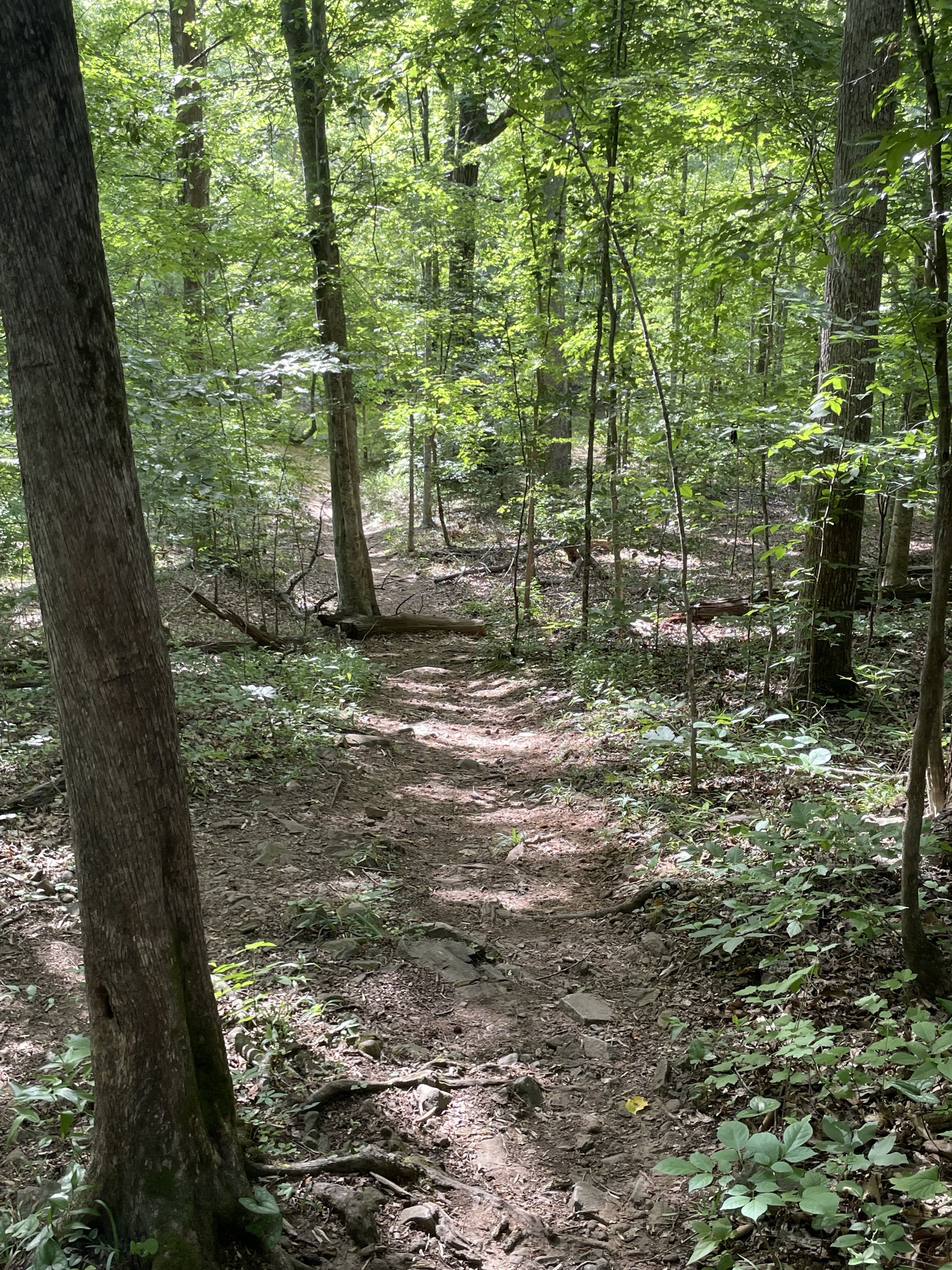Piney Mountain Trail