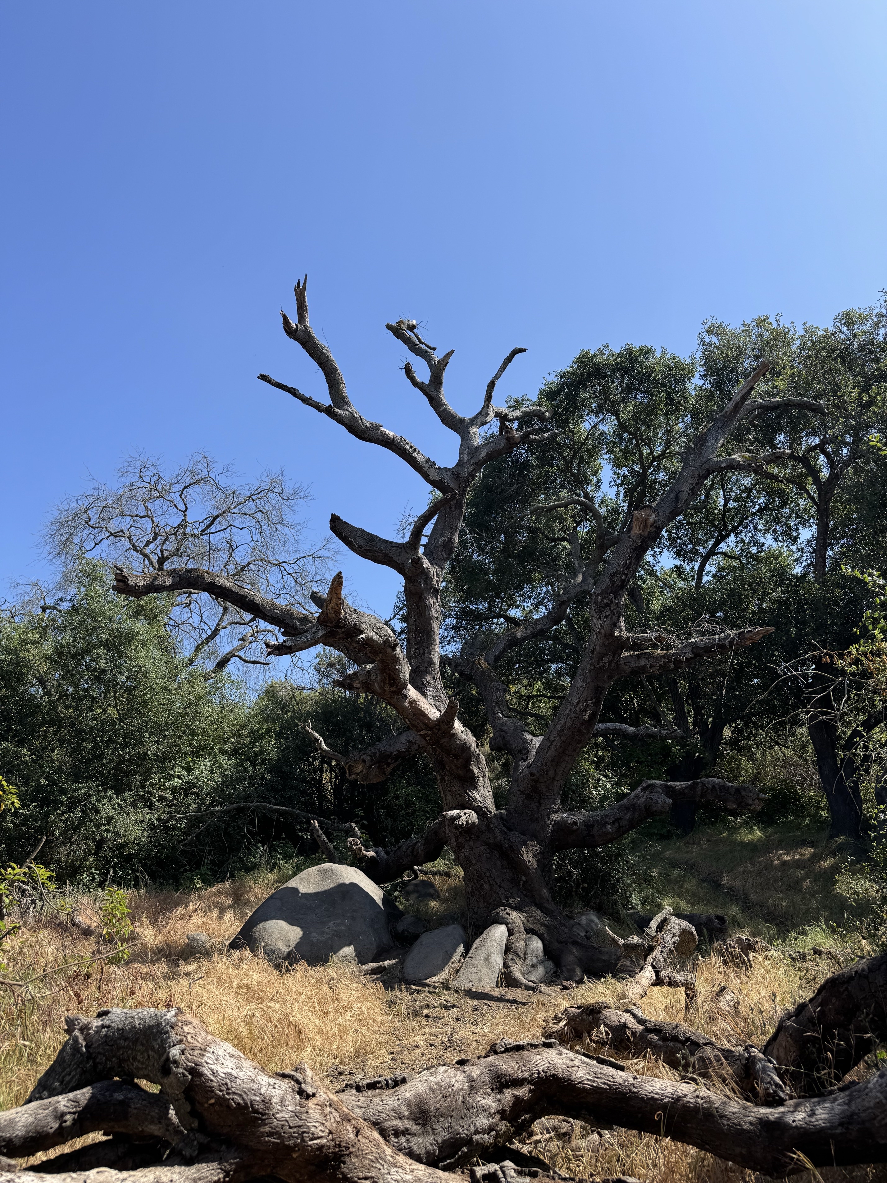 Lake Calavera via Oak Riparian Park