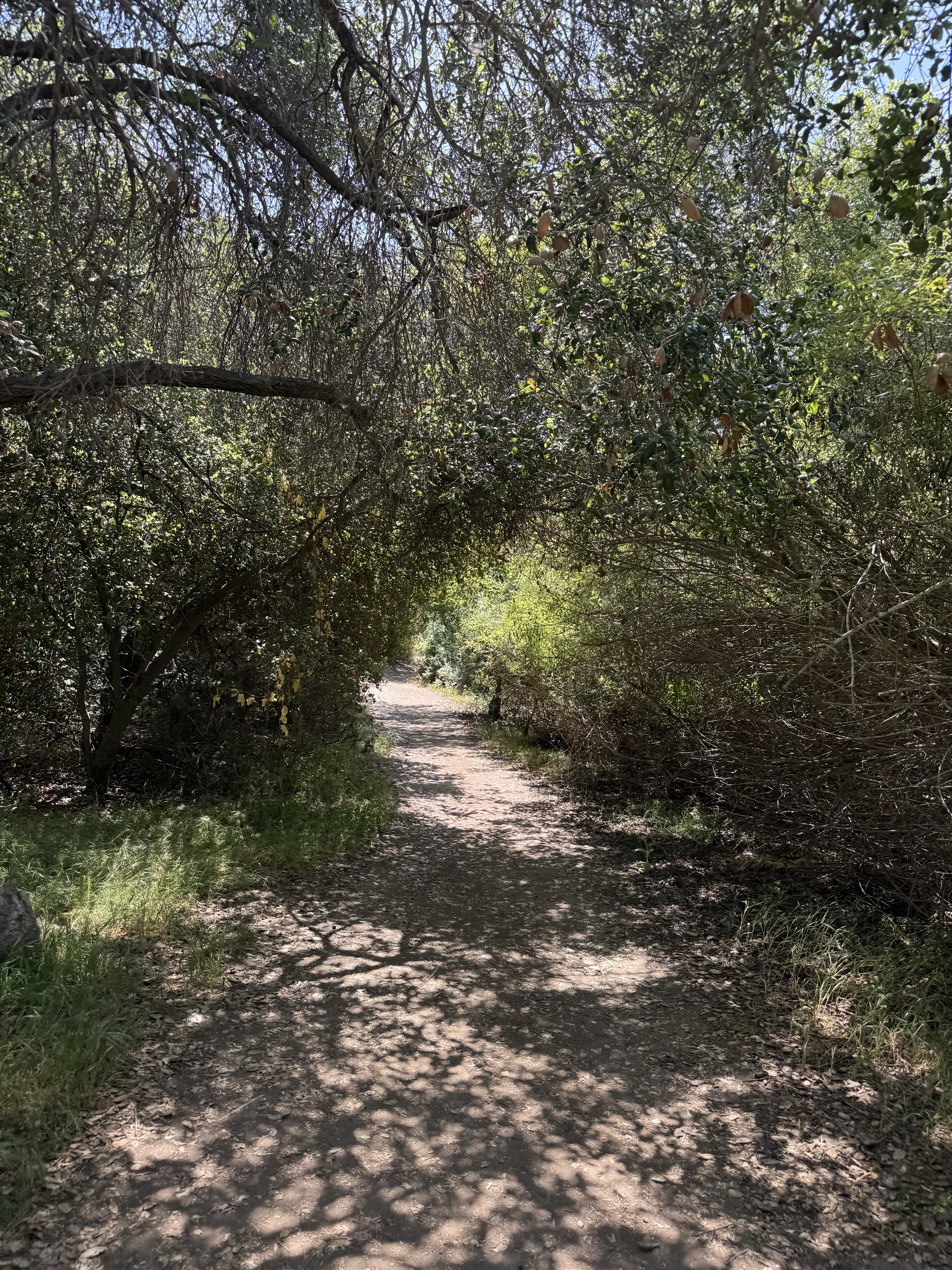 Lake Calavera via Oak Riparian Park