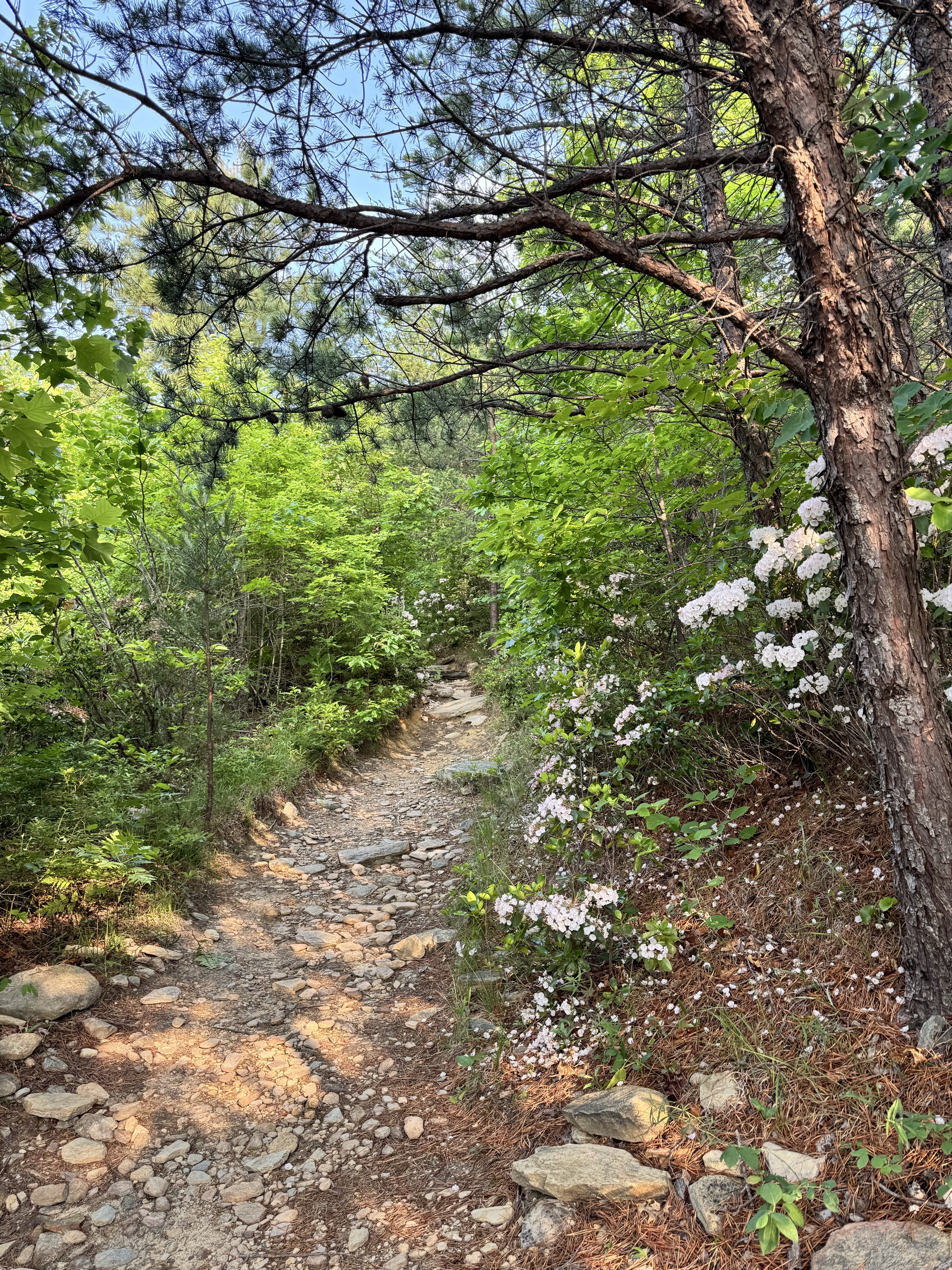 Shortoff Mountain Summit