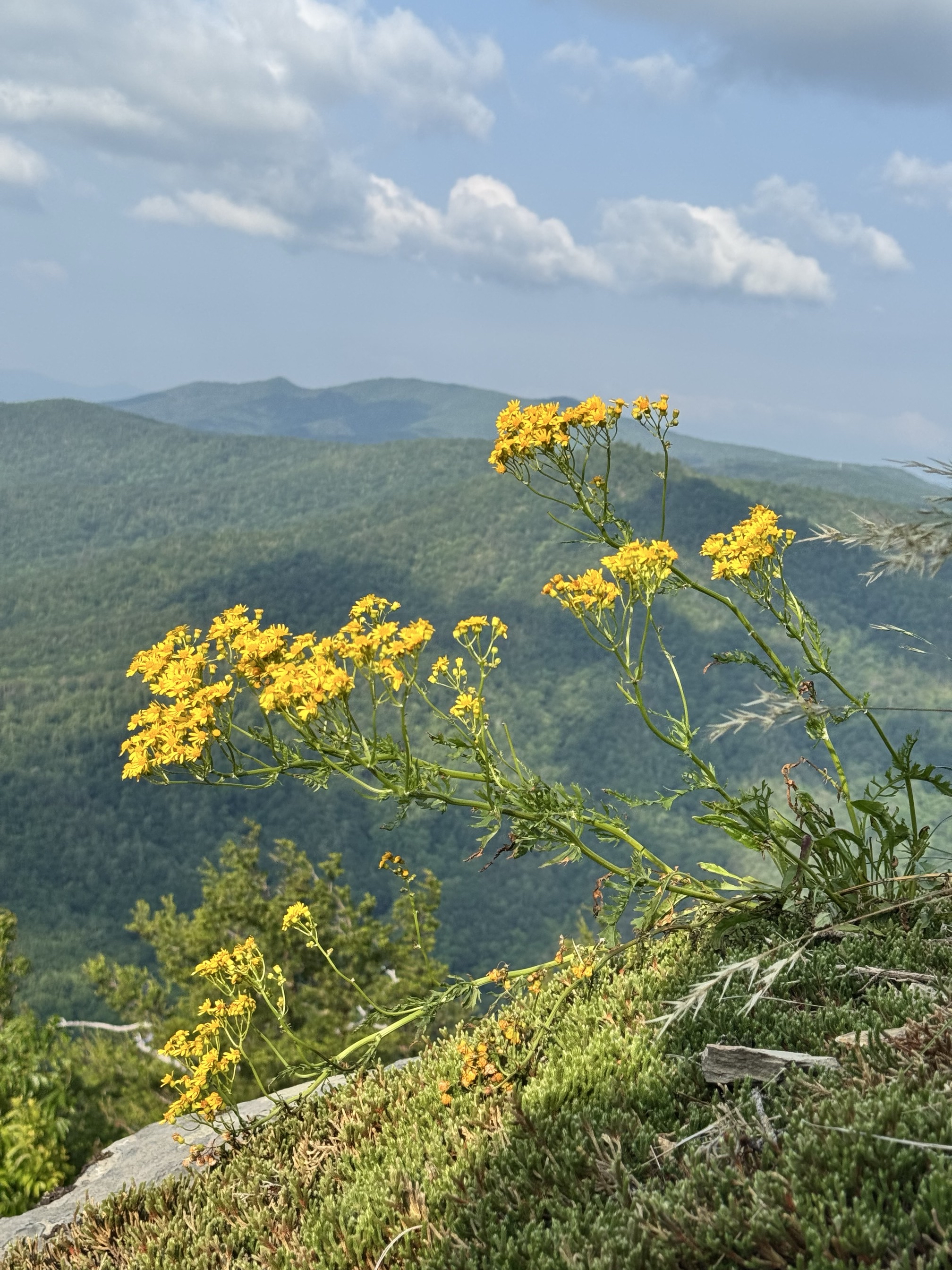 Shortoff Mountain Summit
